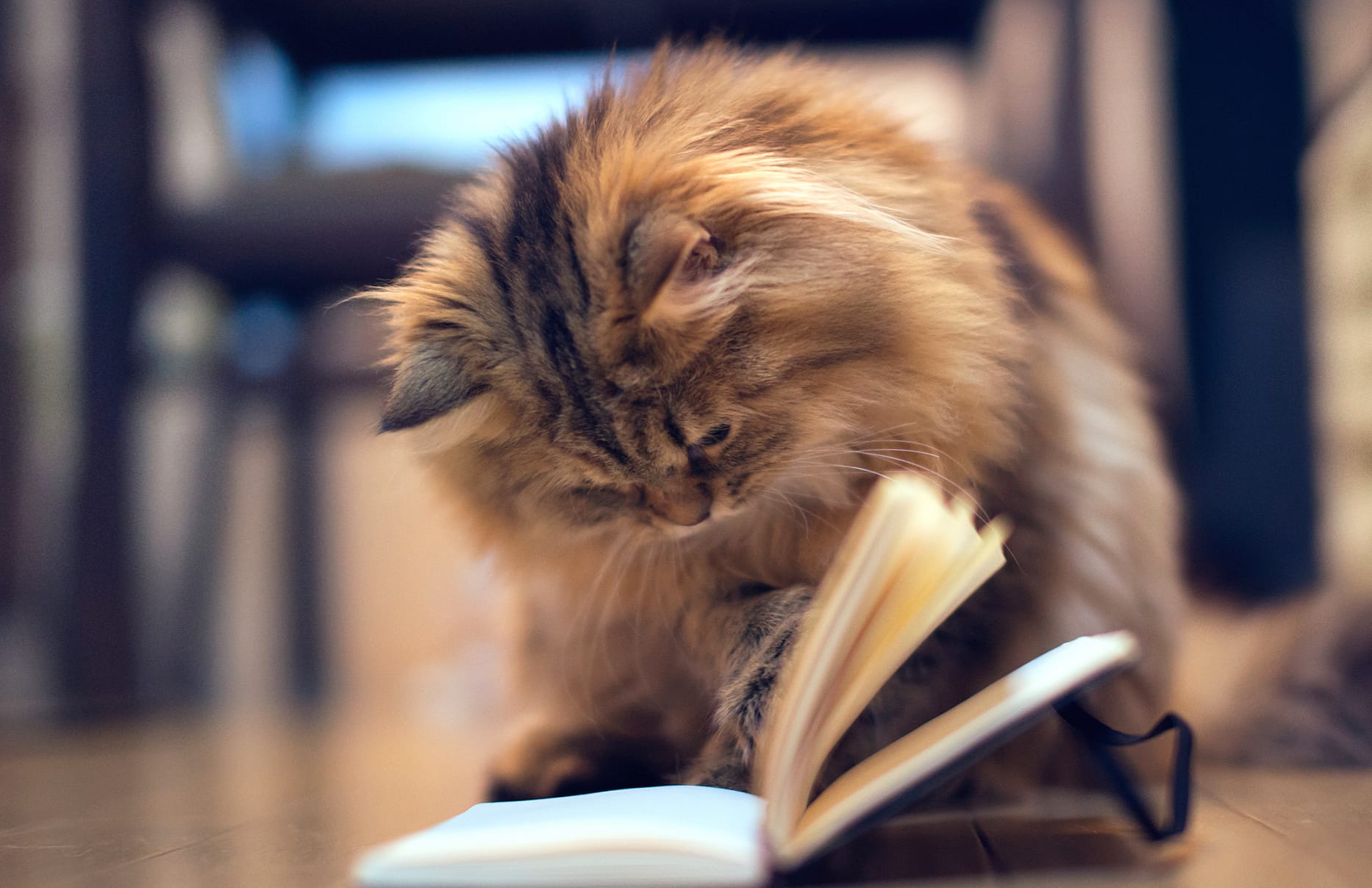 Curious Cat of a Feline Reading wallpapers HD Curious Cat of a Feline Reading wallpapers HD quality