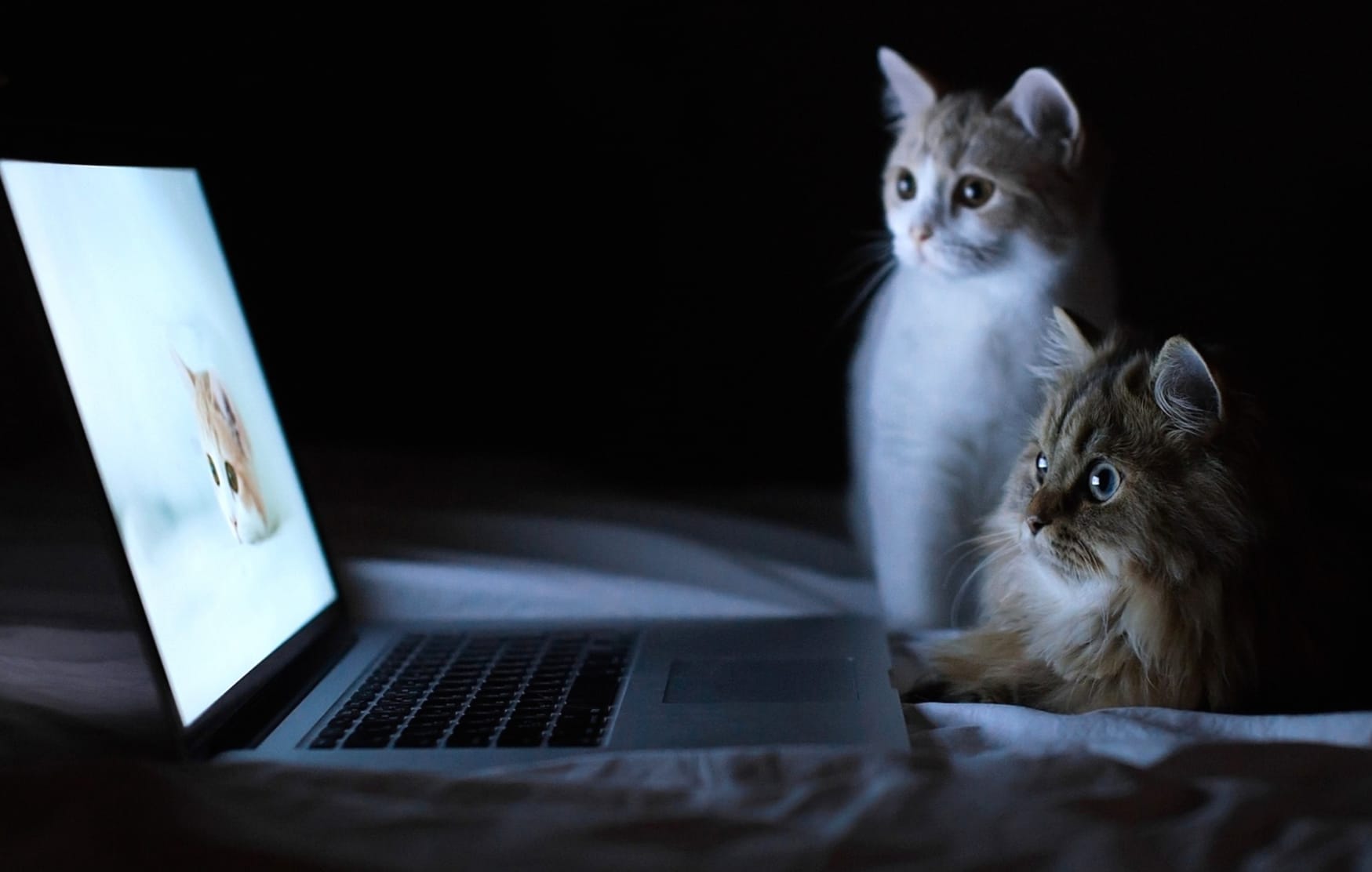 Curious Cats at 1366 x 768 HD size wallpapers HD quality