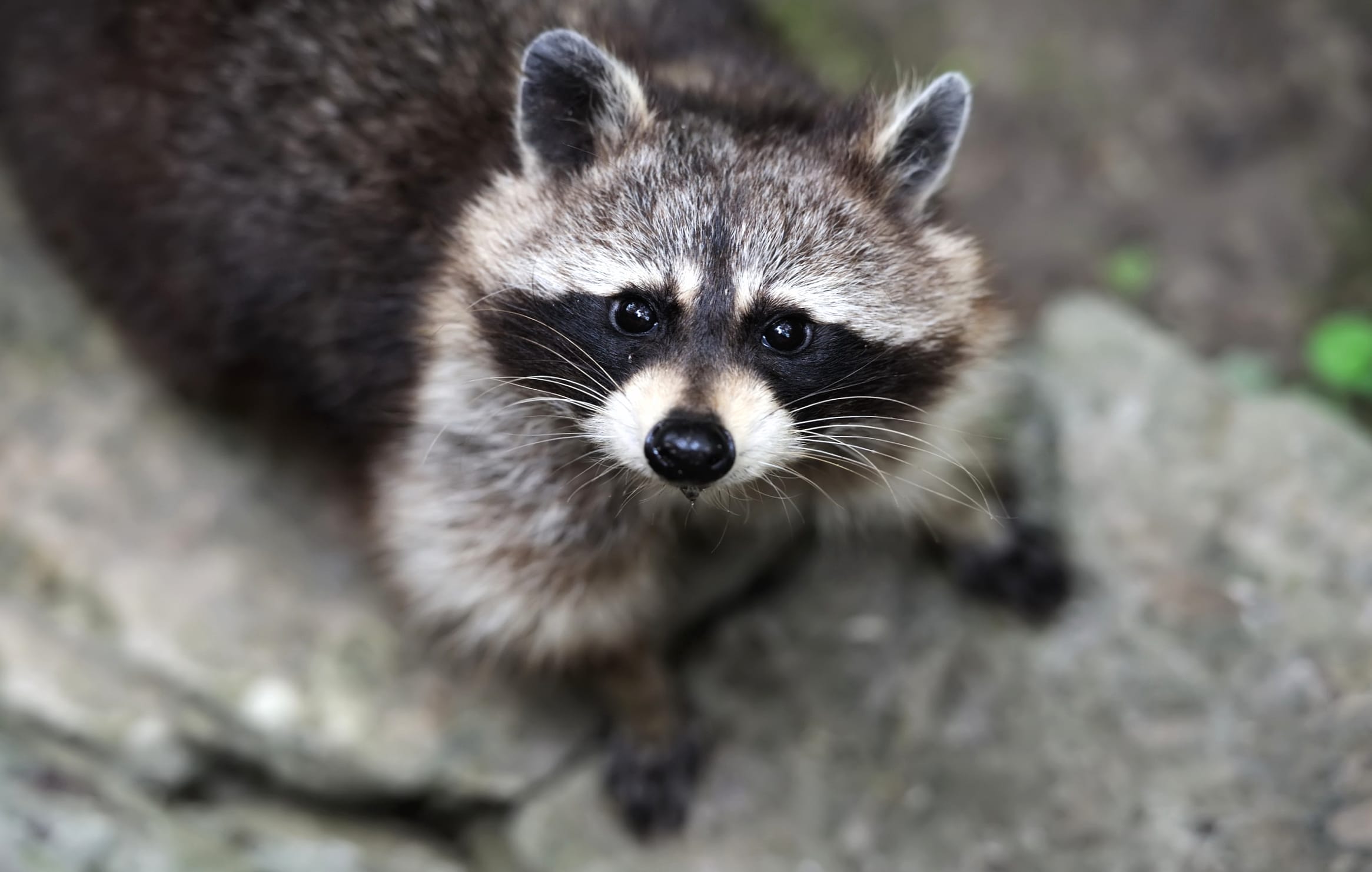 Curious Raccoon Gaze at 1280 x 720 HD size wallpapers HD quality