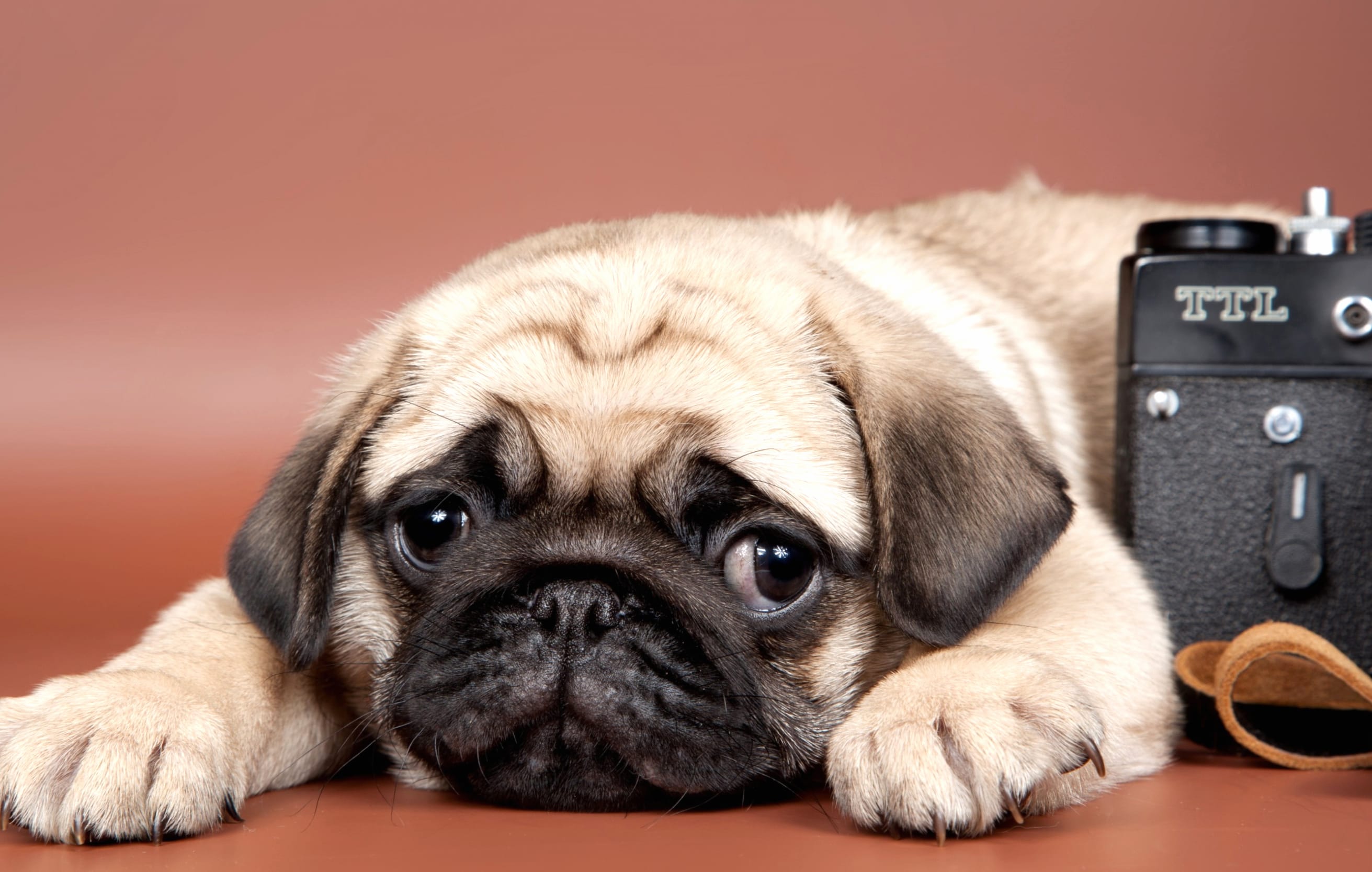 Cute and Sad Pug Puppy at 1280 x 720 HD size wallpapers HD quality