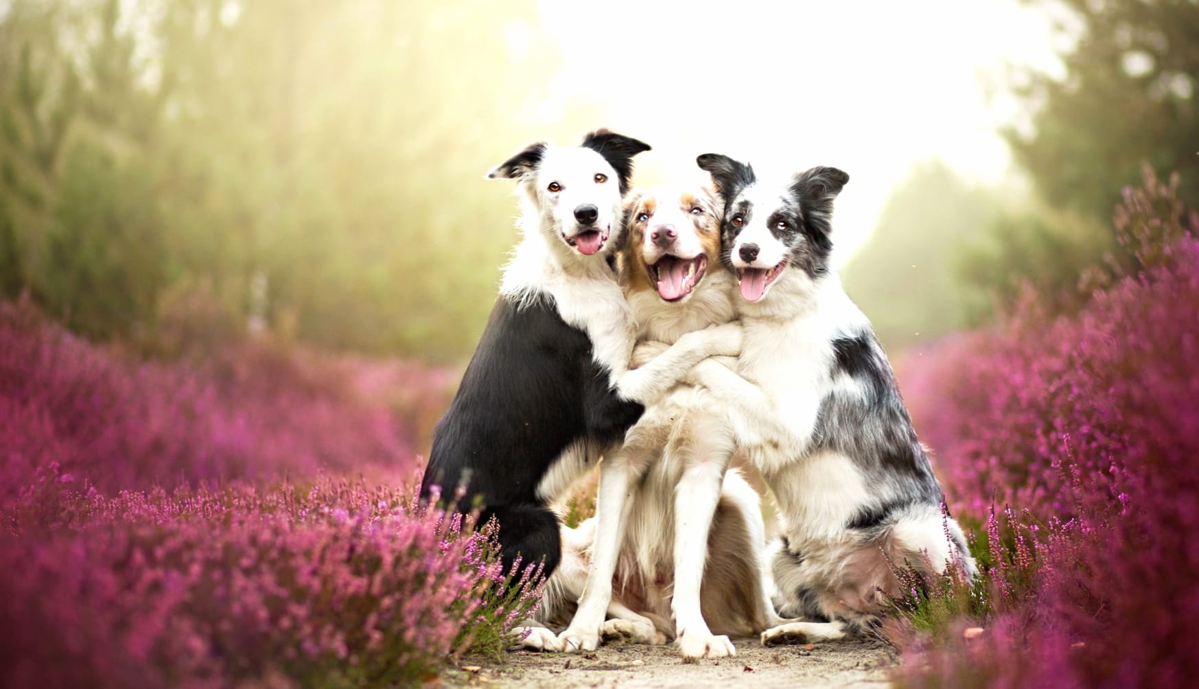 Cute Australian Shepherd and Border Collie Love - at 320 x 480 iPhone size wallpapers HD quality