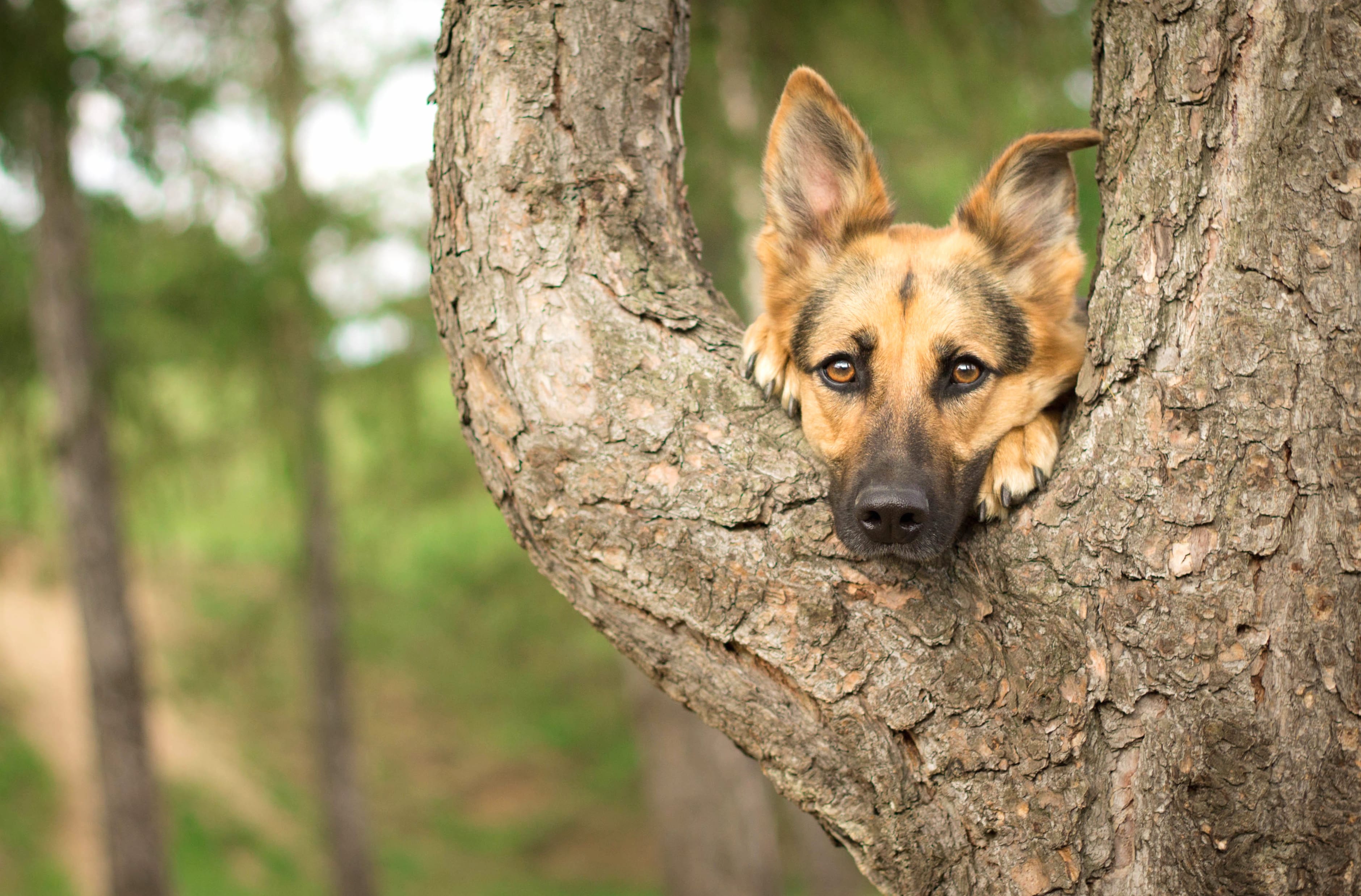 Cute Bokeh Close-up Dog Animal German Shepherd wallpapers HD quality