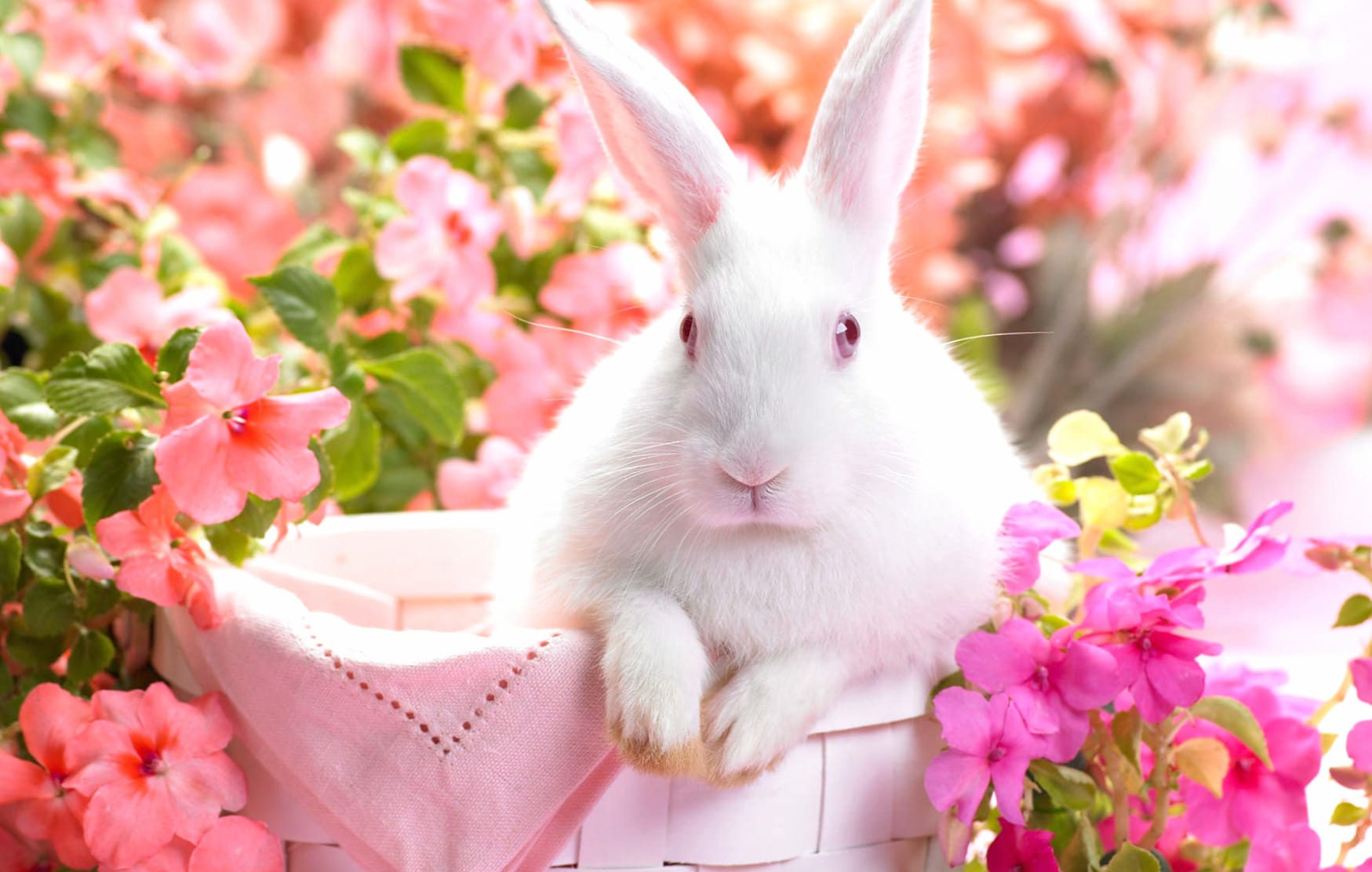 Cute Bunny Among Pink Flowers - wallpapers HD quality