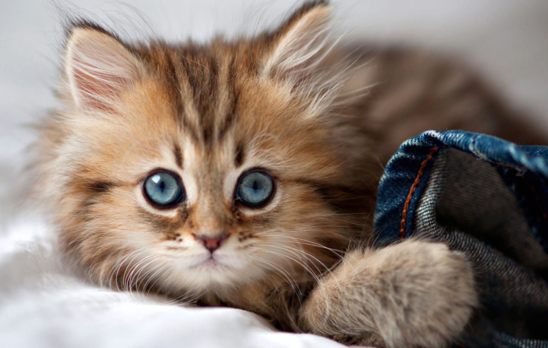 Cute Cat Adorable Feline with Stunning Blue Eyes wallpapers HD quality