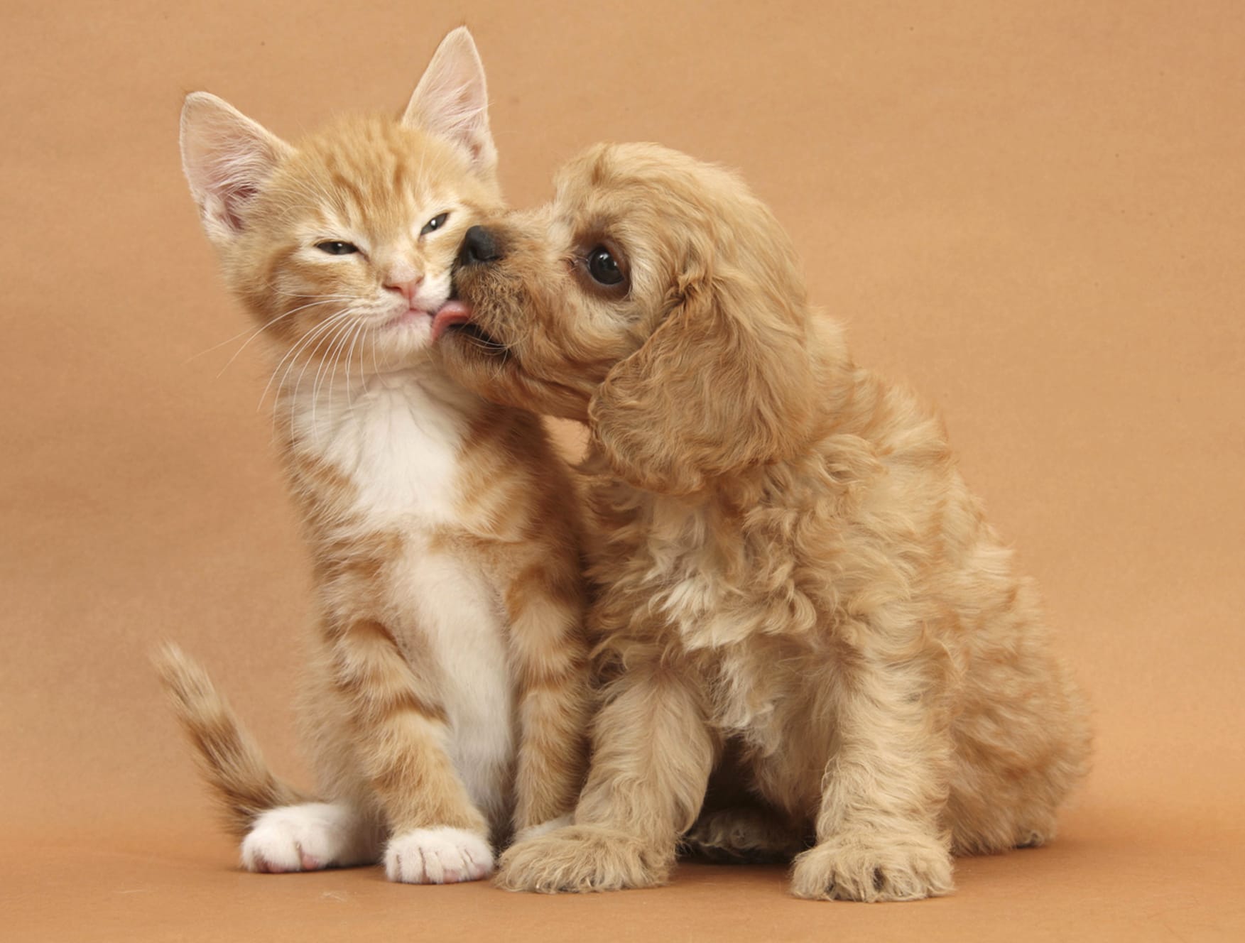 Cute Cat and Dog Adorable Animal Friends wallpapers HD quality