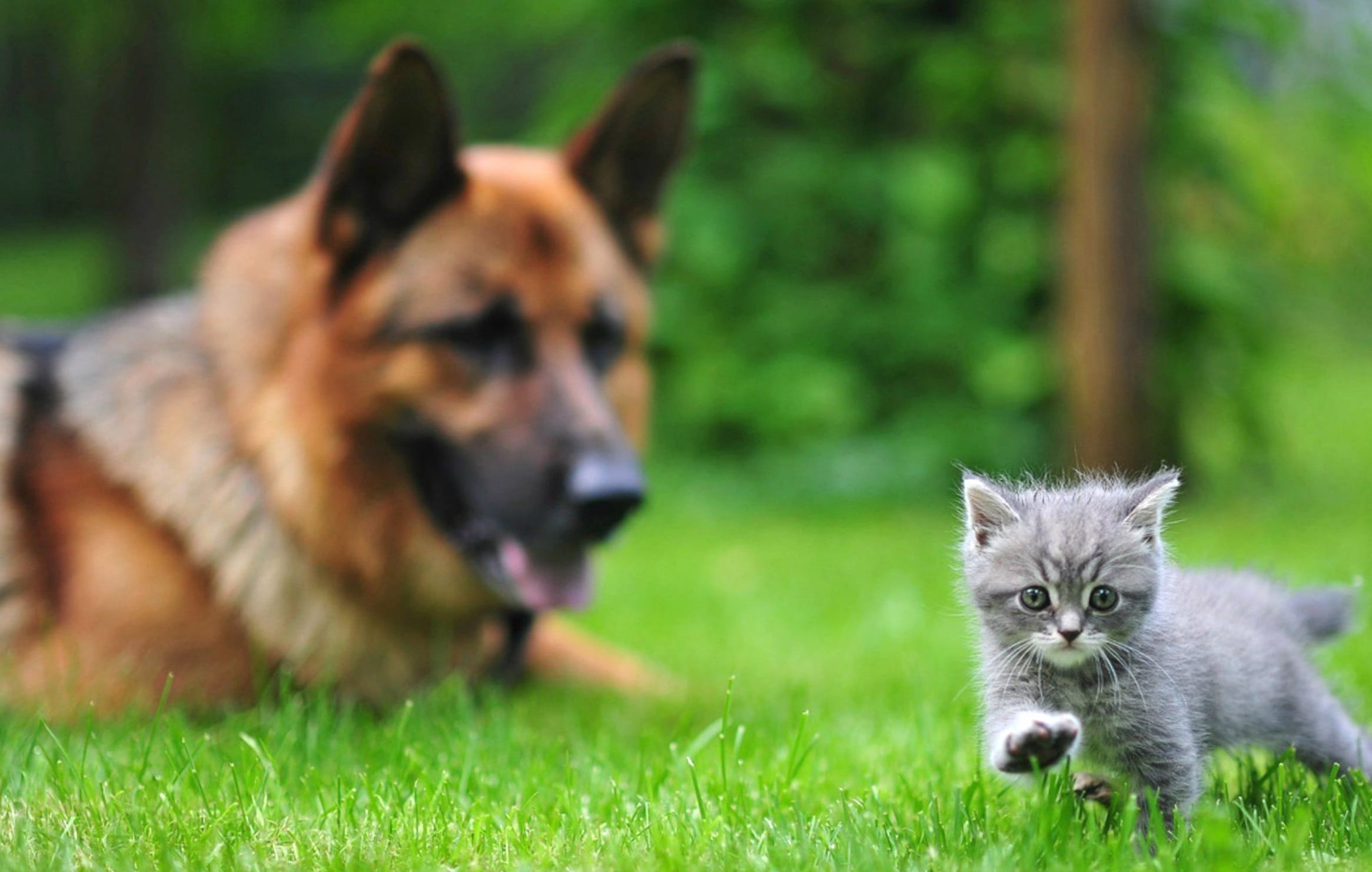 Cute Cat and German Shepherd at 2048 x 2048 iPad size wallpapers HD quality