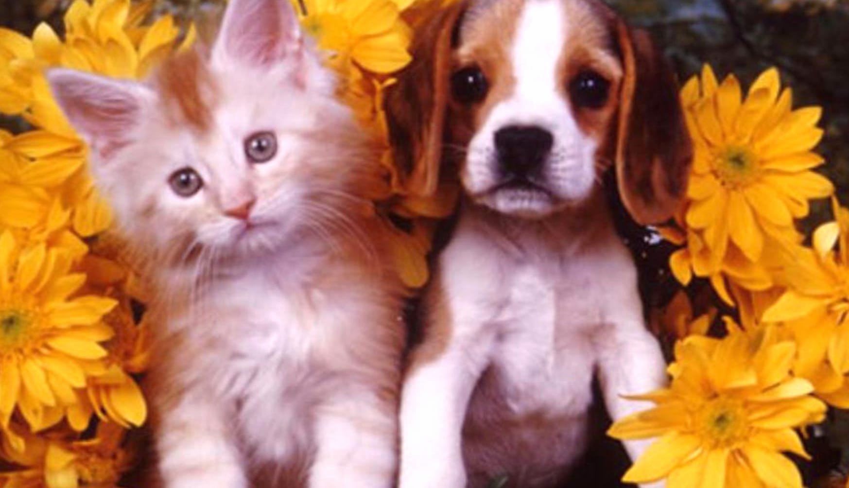 Cute Cat and Puppy among Flowers - wallpapers HD quality