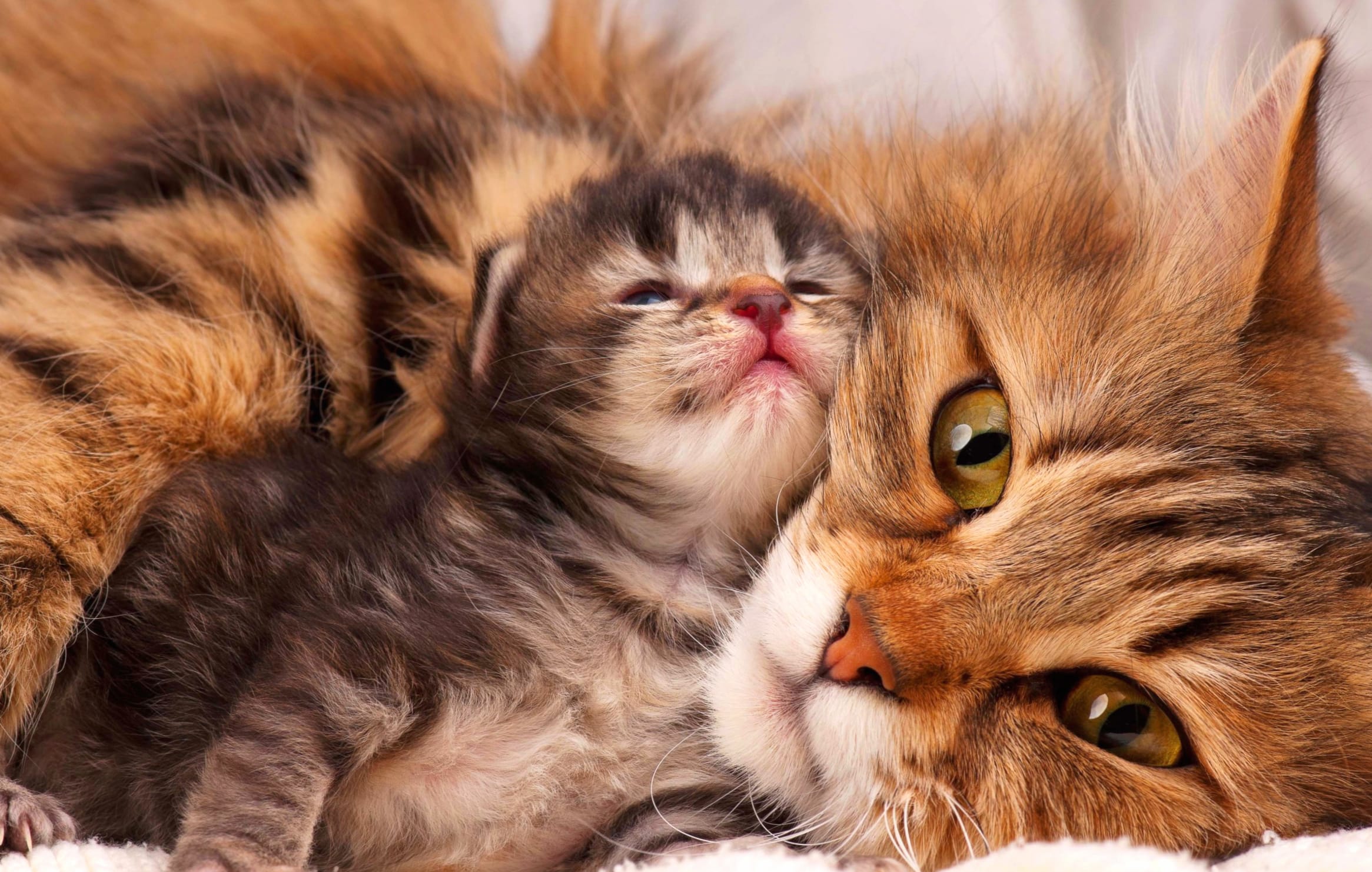 Cute Cat Love - HD Kitten Wallpaper wallpapers HD Cute Cat Love - HD Kitten Wallpaper wallpapers HD quality