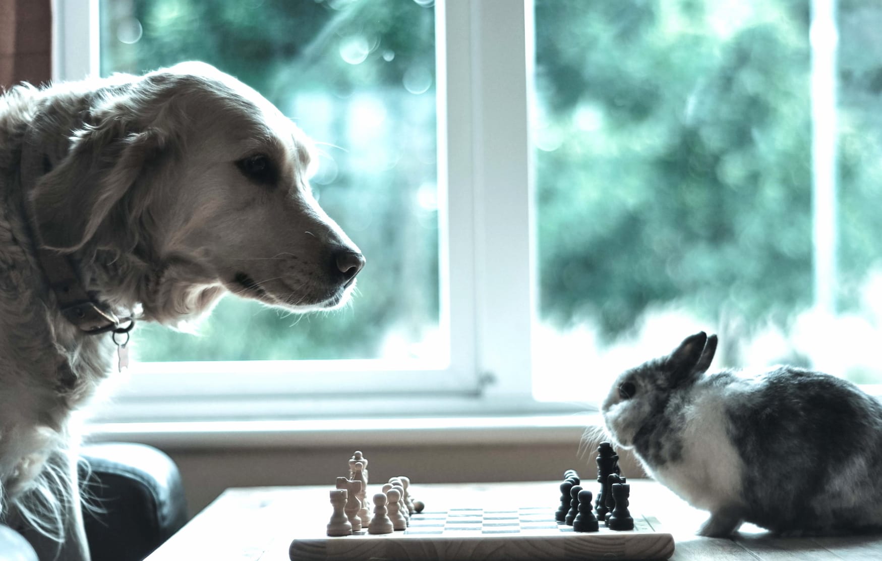 Cute Chess Match Dog vs Rabbit at 320 x 480 iPhone size wallpapers HD quality