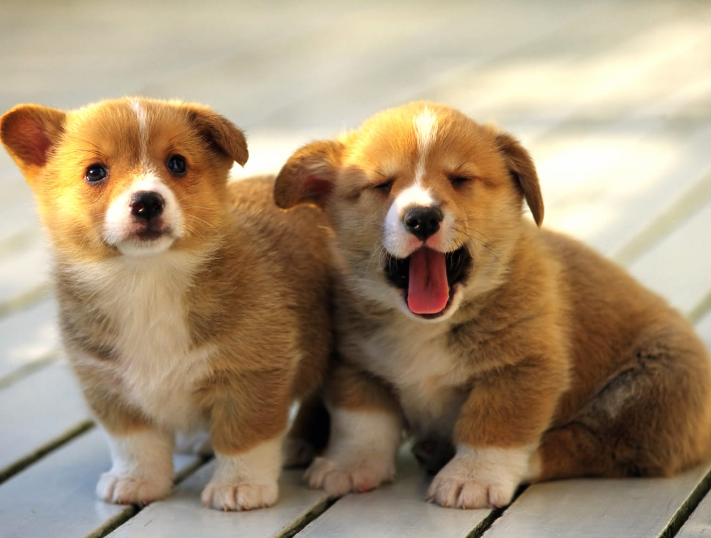 Cute Corgi Puppies at 1152 x 864 size wallpapers HD quality