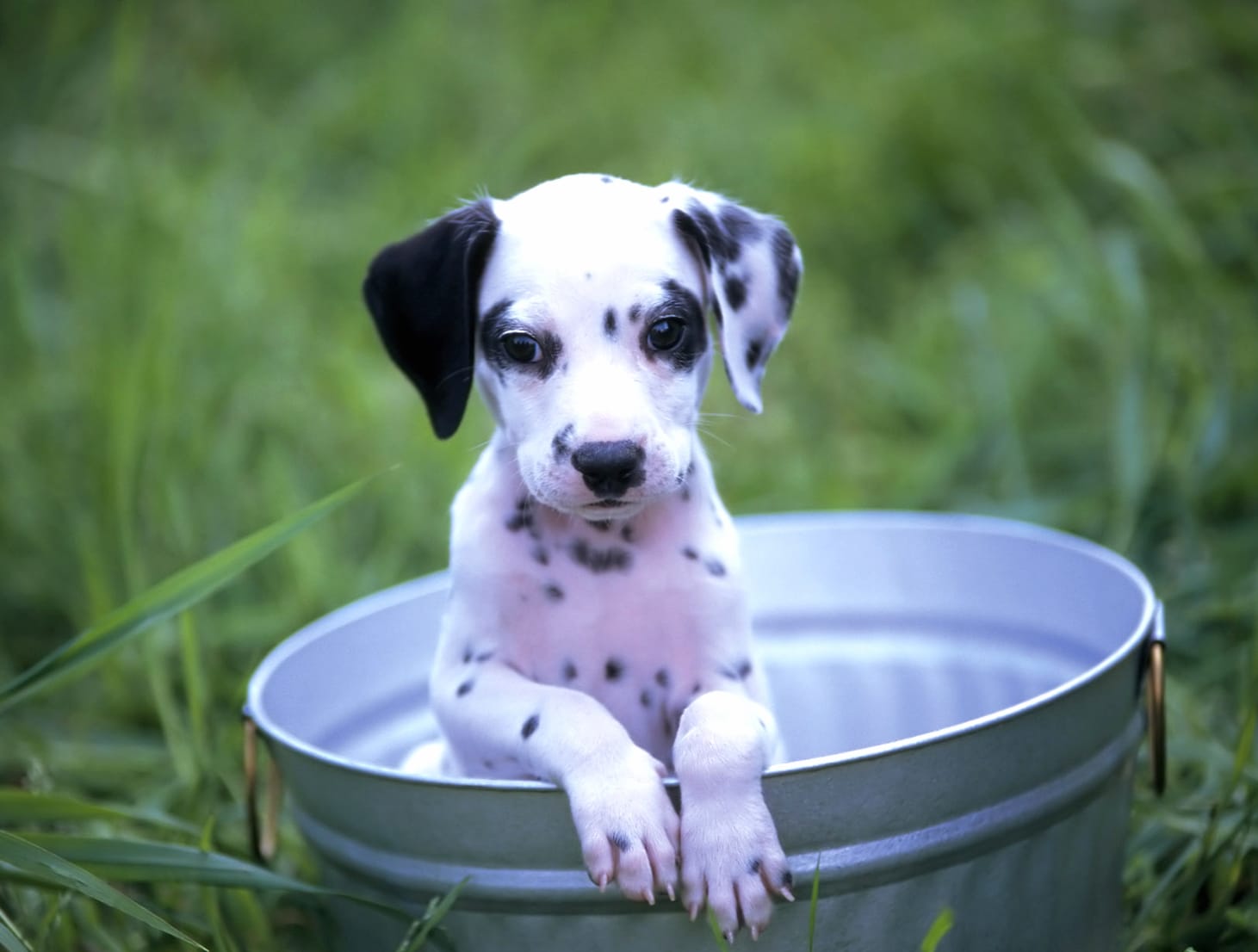 Cute Dalmatian Puppy - wallpapers HD quality