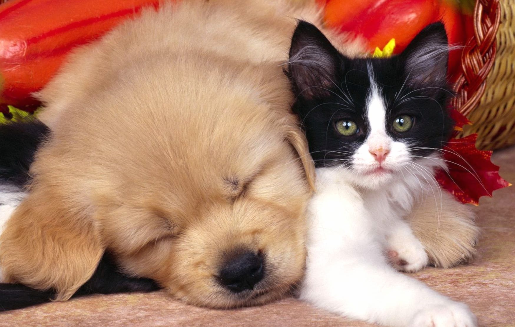 Cute Dog Cat Animal Cat & Dog Cute Cat at 2048 x 2048 iPad size wallpapers HD quality