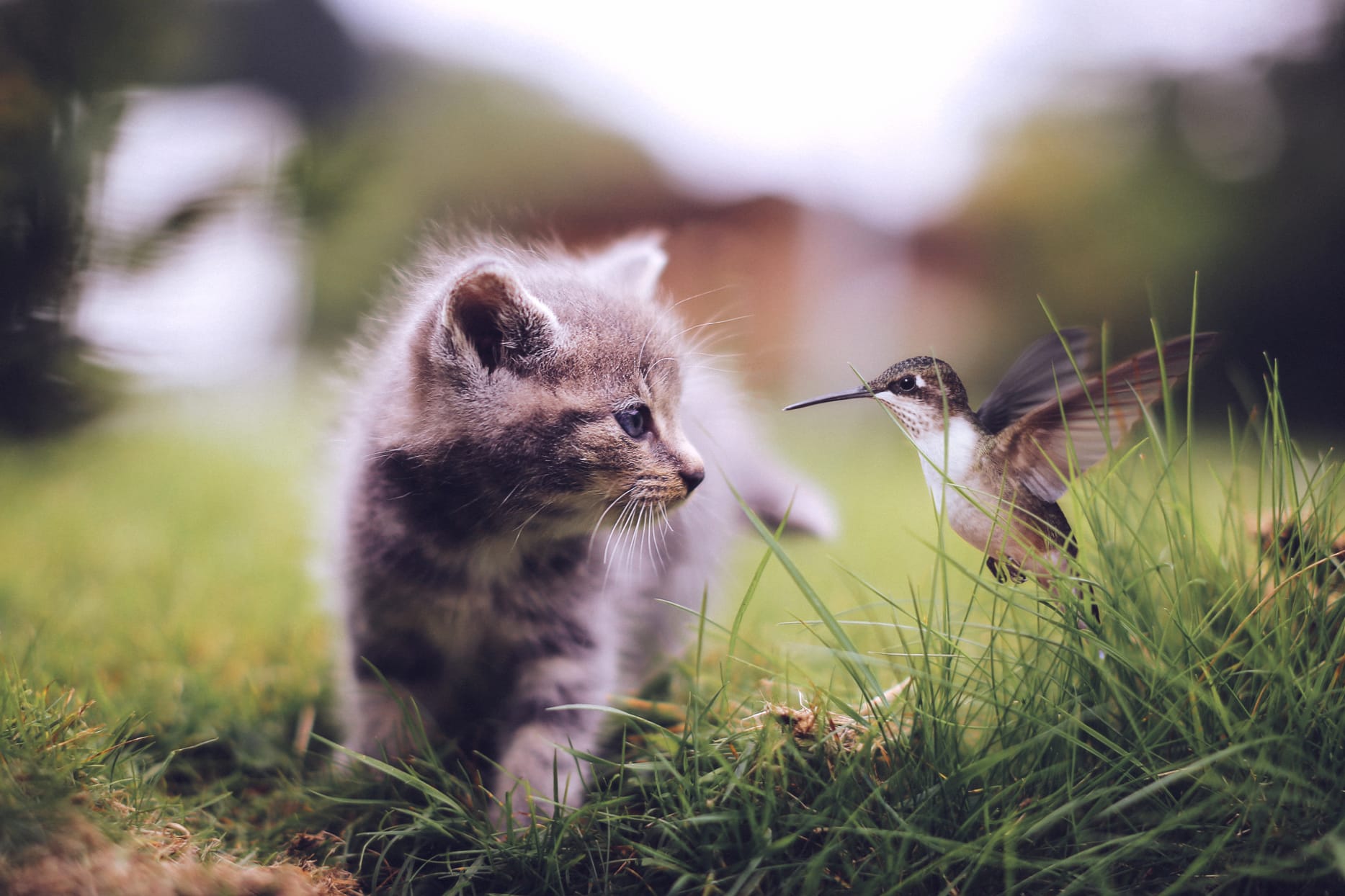 Cute Encounters Hummingbird & Kitten at 320 x 480 iPhone size wallpapers HD quality