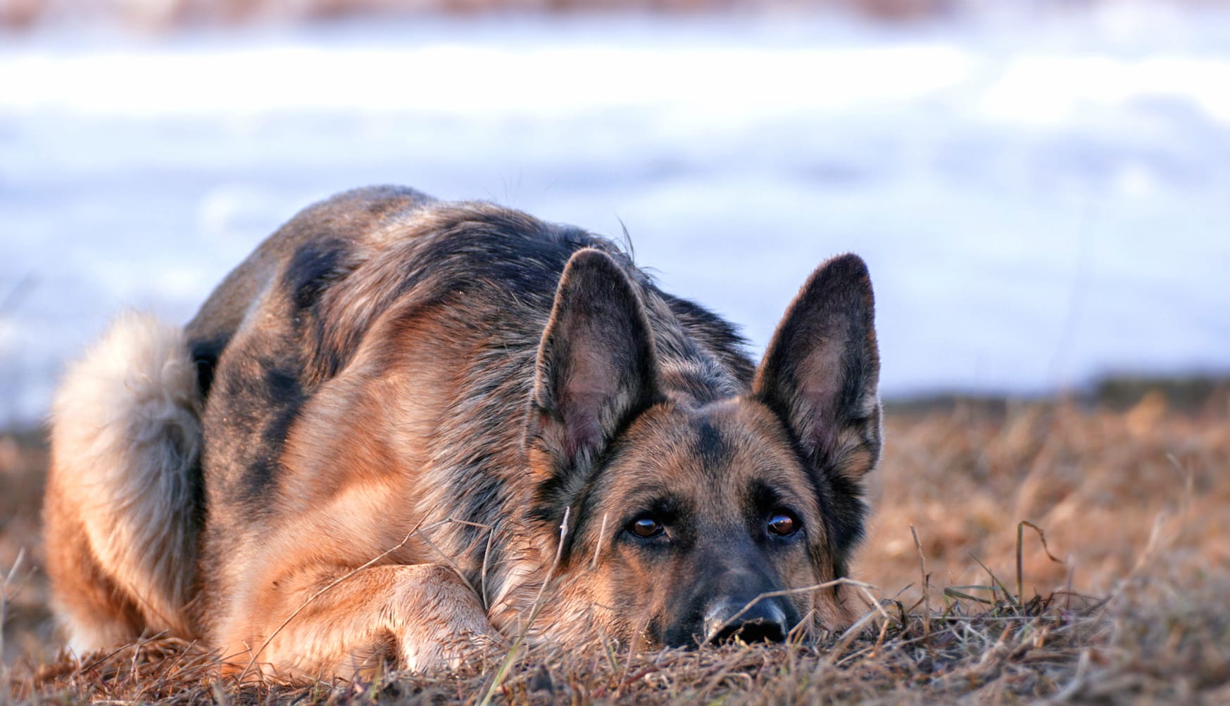 Cute German Shepherd in Bokeh - at 1024 x 1024 iPad size wallpapers HD quality