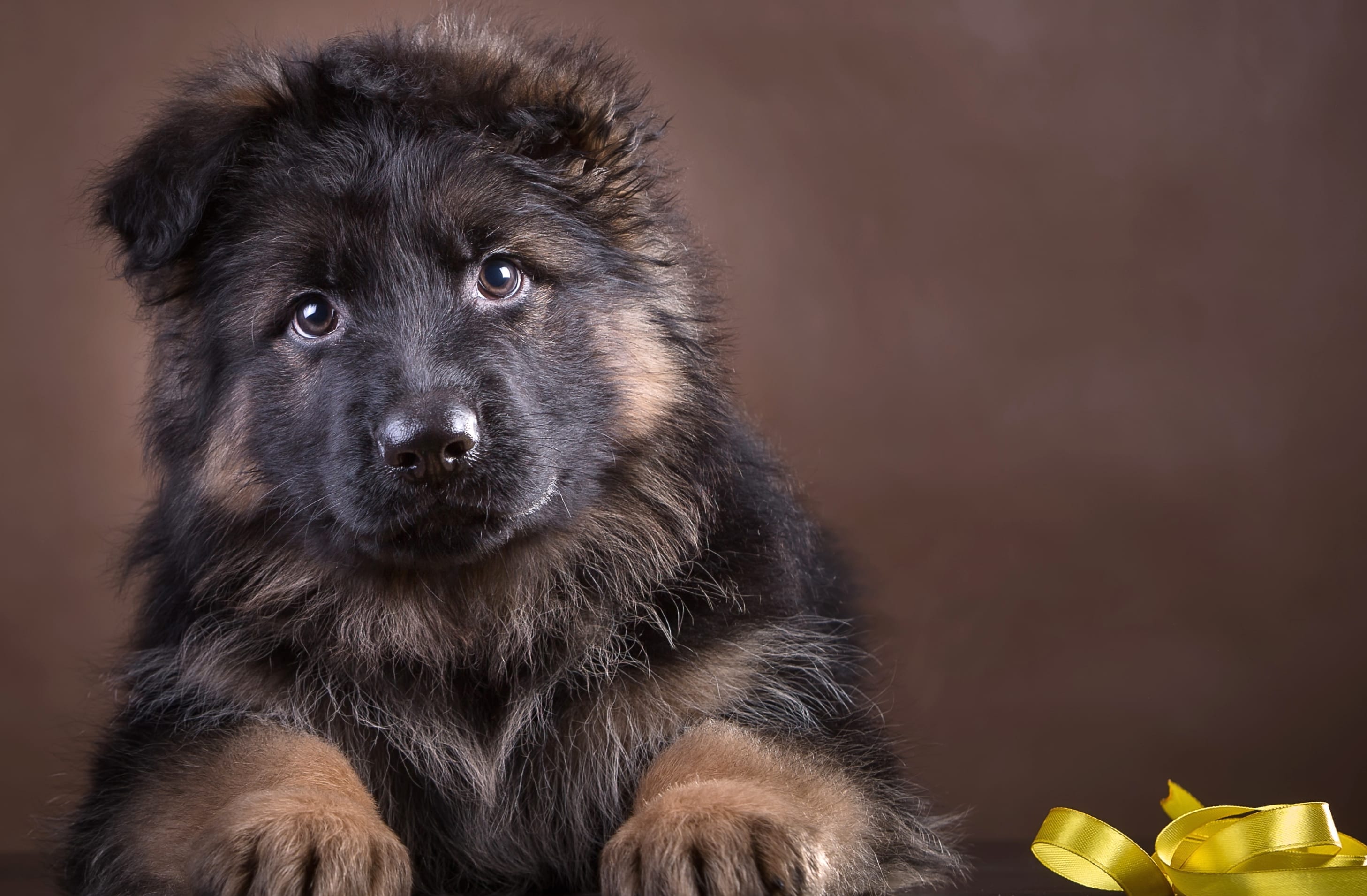 Cute German Shepherd Puppy at 1536 x 864 HD size wallpapers HD quality