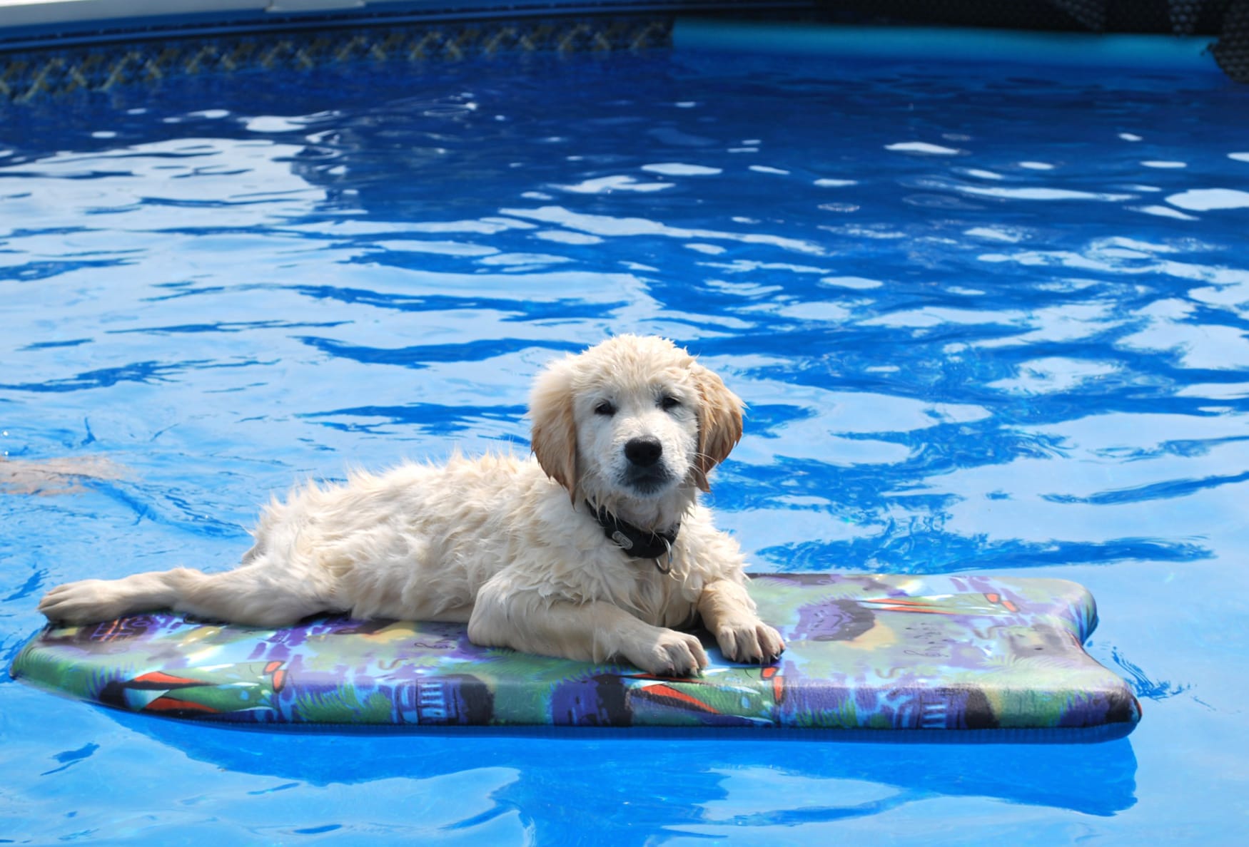 Cute Golden Retriever Puppy Pool wallpapers HD quality