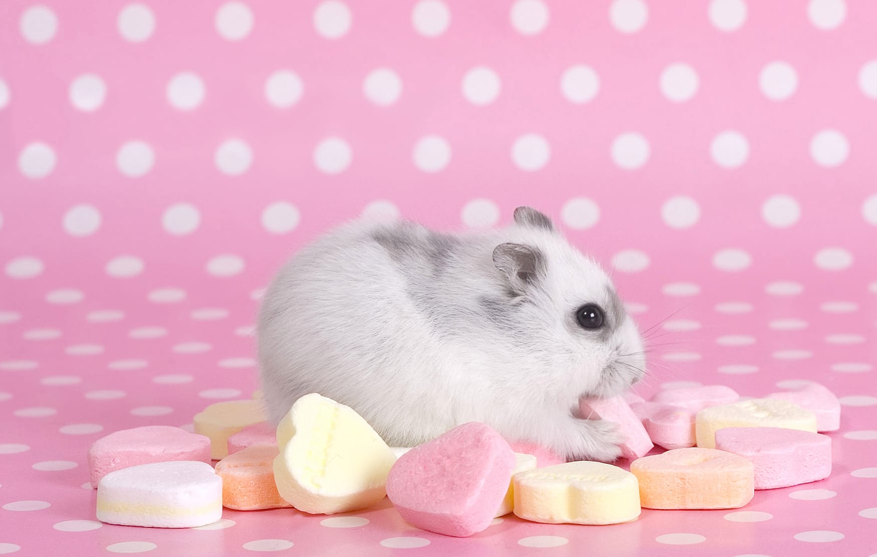 Cute Hamster Sweet Moments wallpapers HD Cute Hamster Sweet Moments wallpapers HD quality