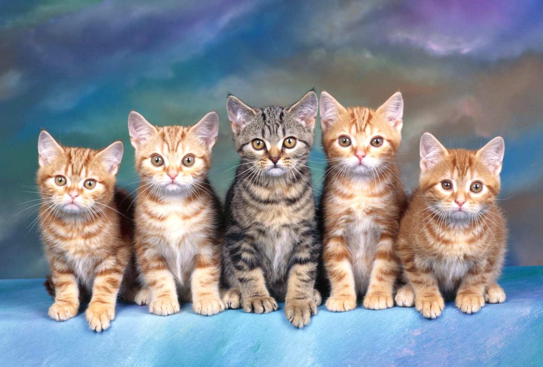 Cute Kitten Family wallpapers HD quality