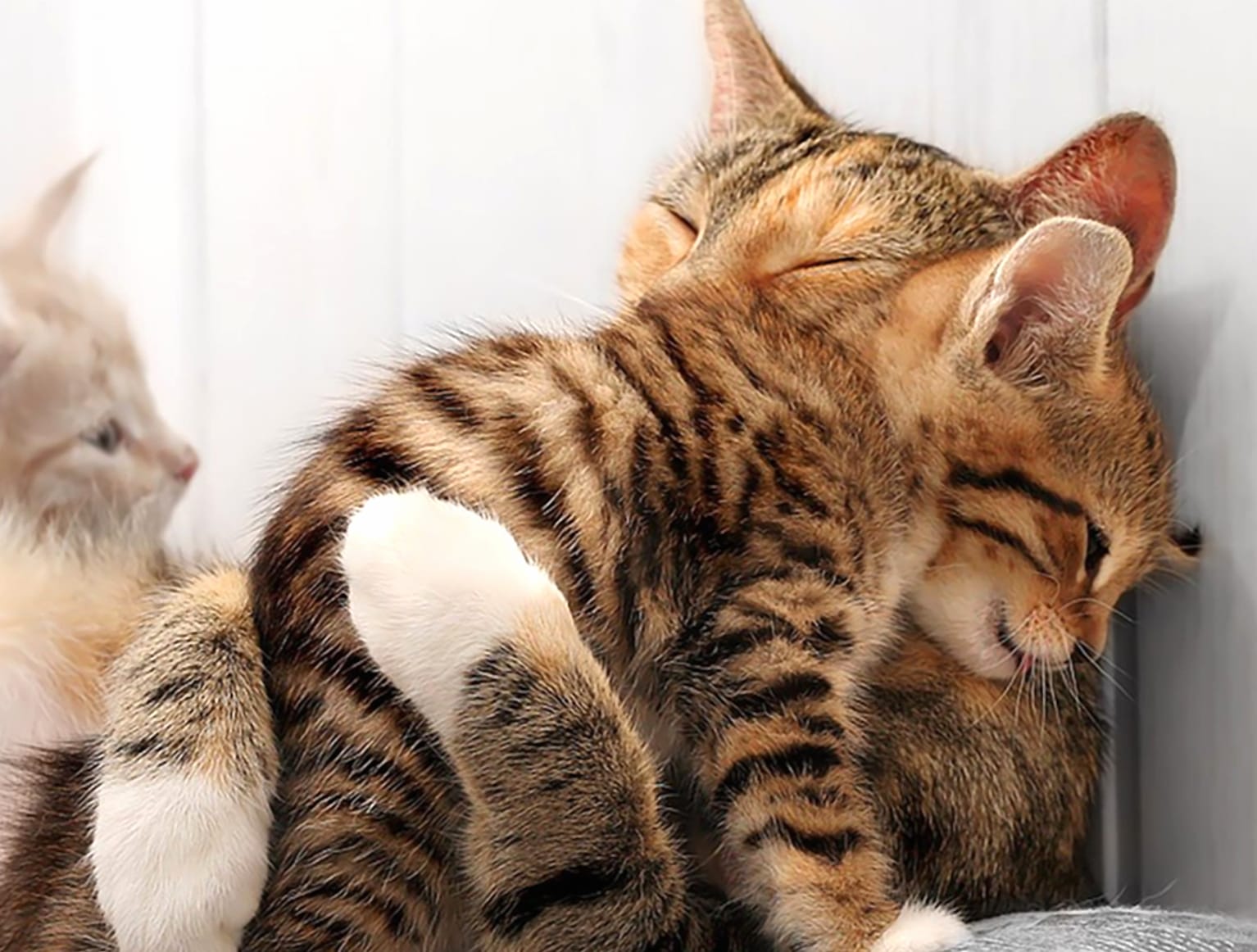 Cute Kitten Hug Fest at 1024 x 768 size wallpapers HD quality