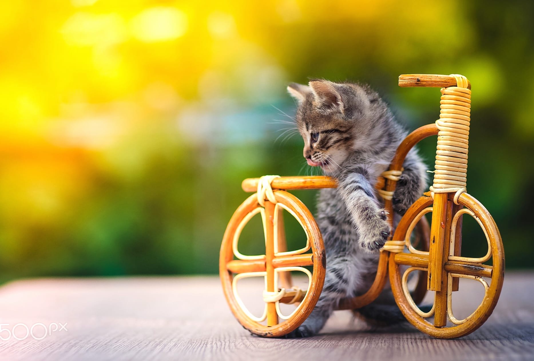 Cute Kitten on a Bicycle - Adorable wallpapers HD quality