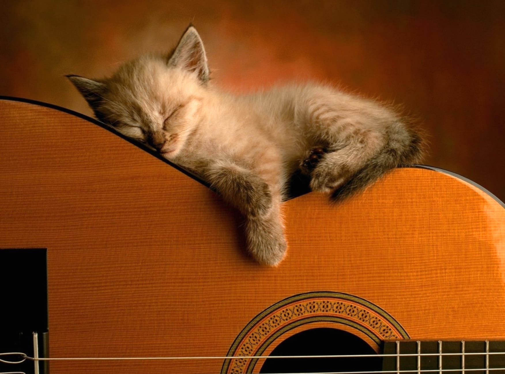 Cute Kitten on Guitar - wallpapers HD quality