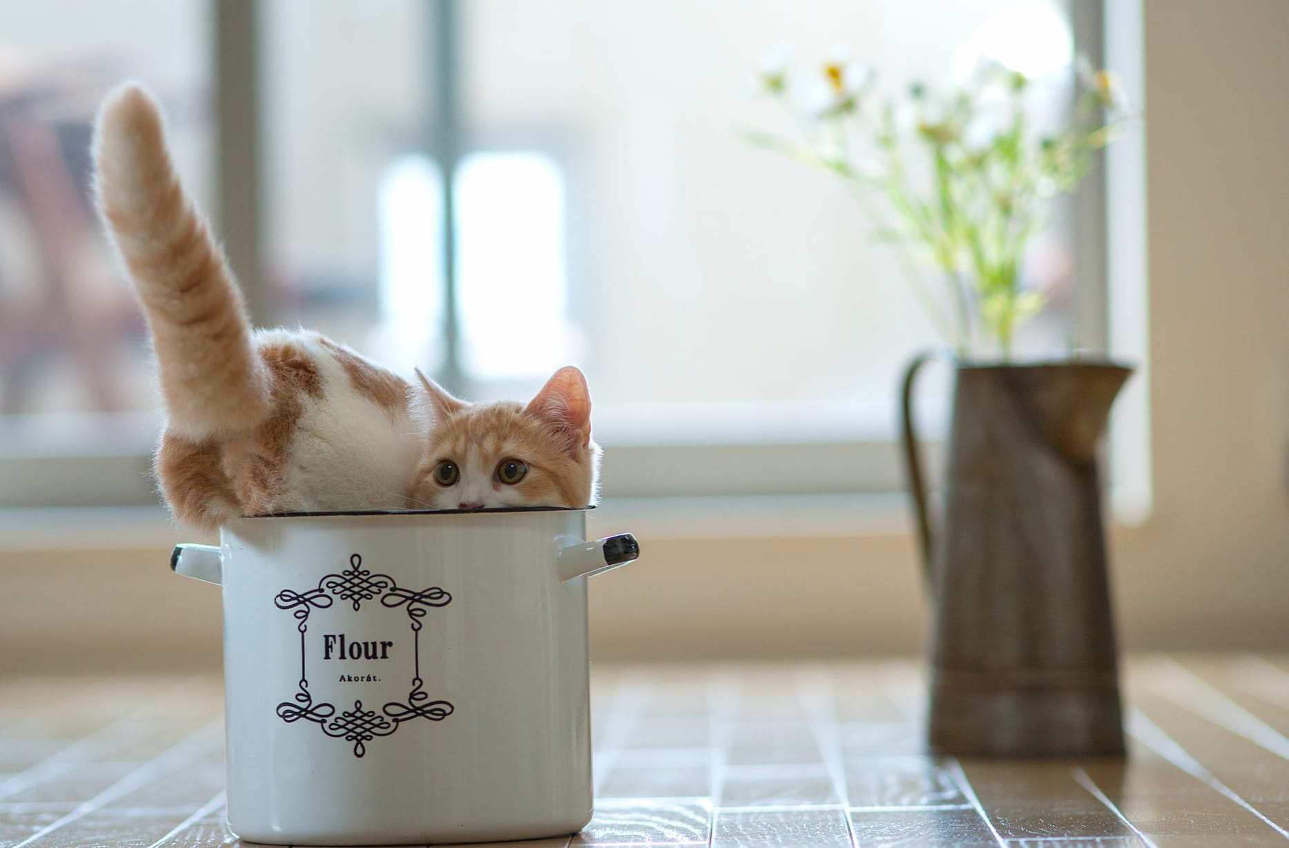 Cute Kitten Playful Feline in a Flour Pot at 1152 x 864 size wallpapers HD quality