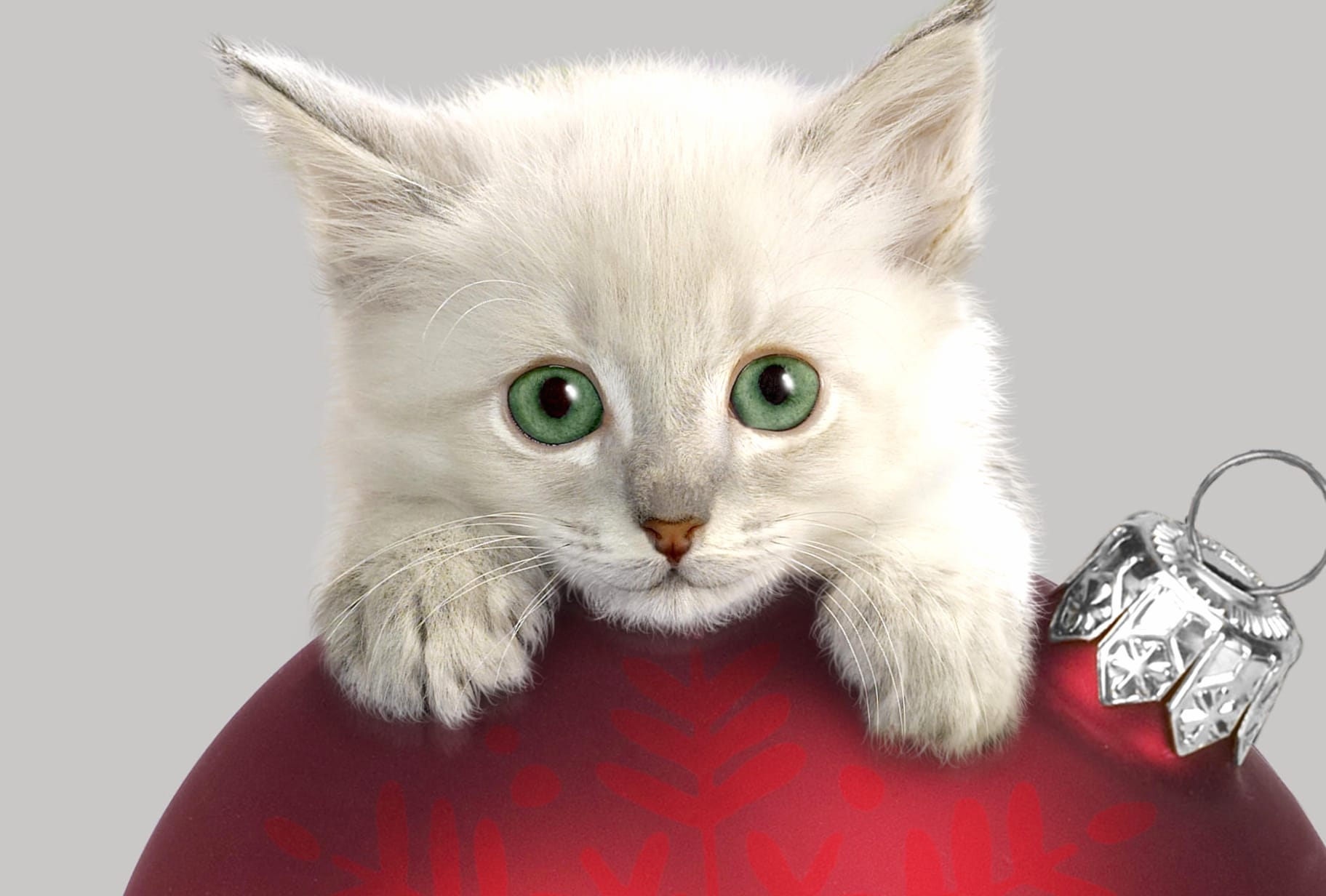 Cute Kitten with Christmas Ornaments - wallpapers HD quality