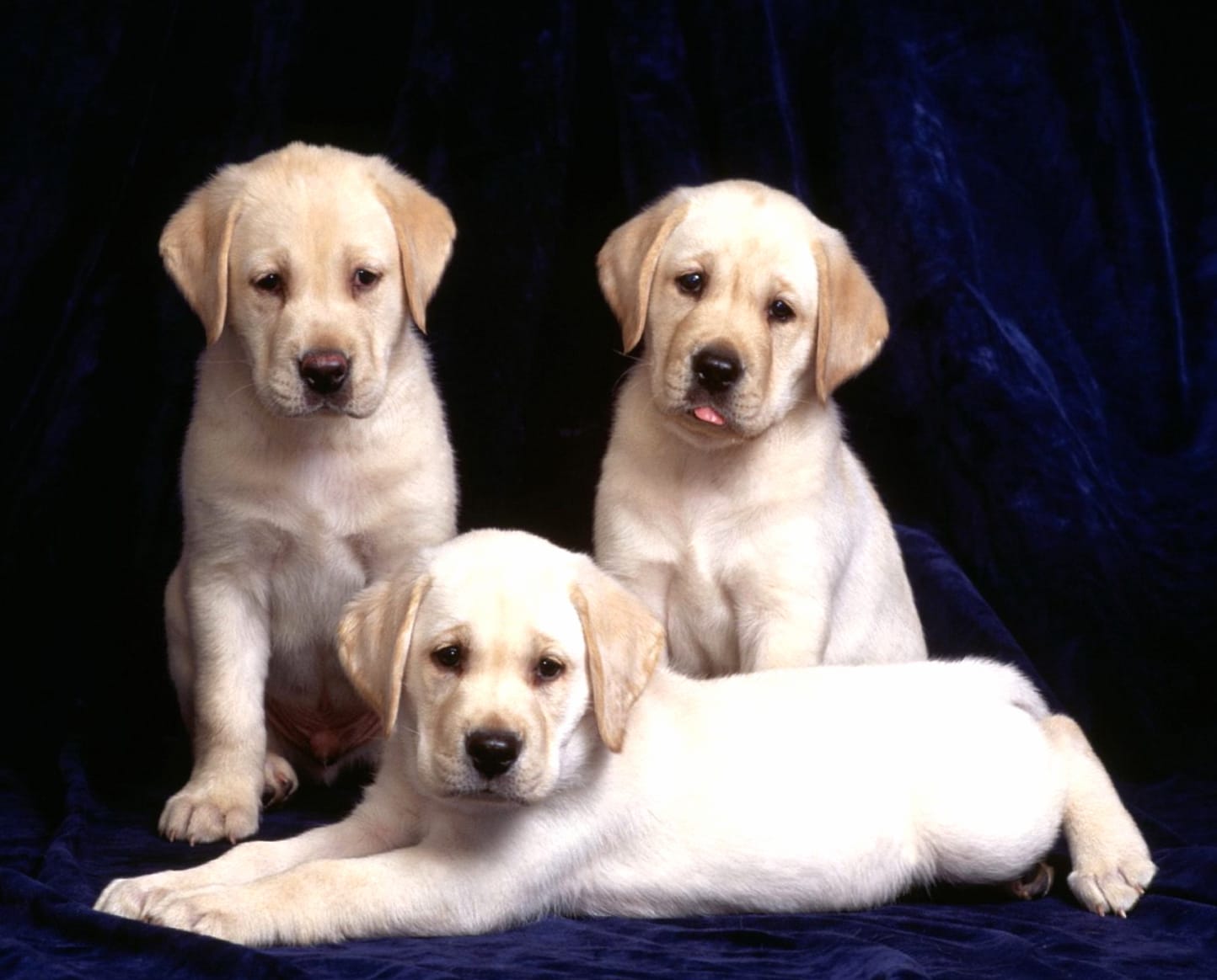 Cute Labrador Retriever Puppies - wallpapers HD quality