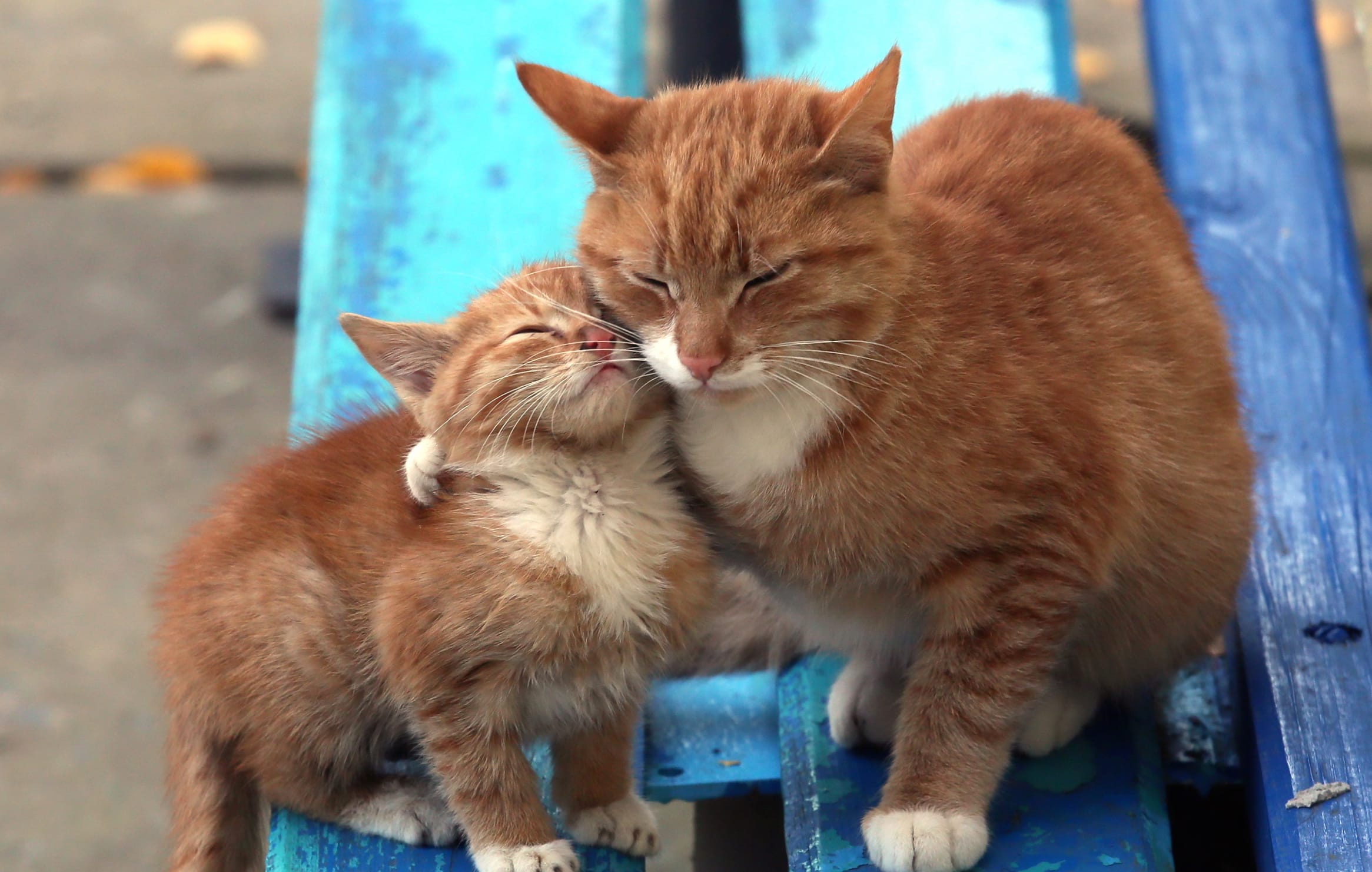 Cute Love Kitten Animal Cat Cute Cat wallpapers HD quality