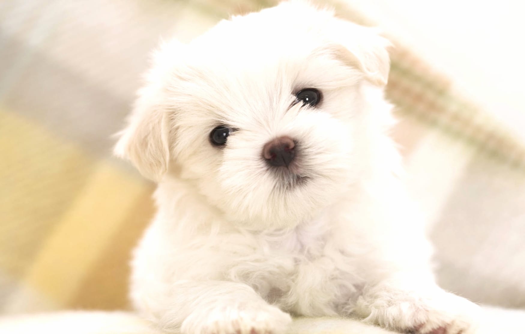 Cute Maltese Puppy wallpapers HD quality