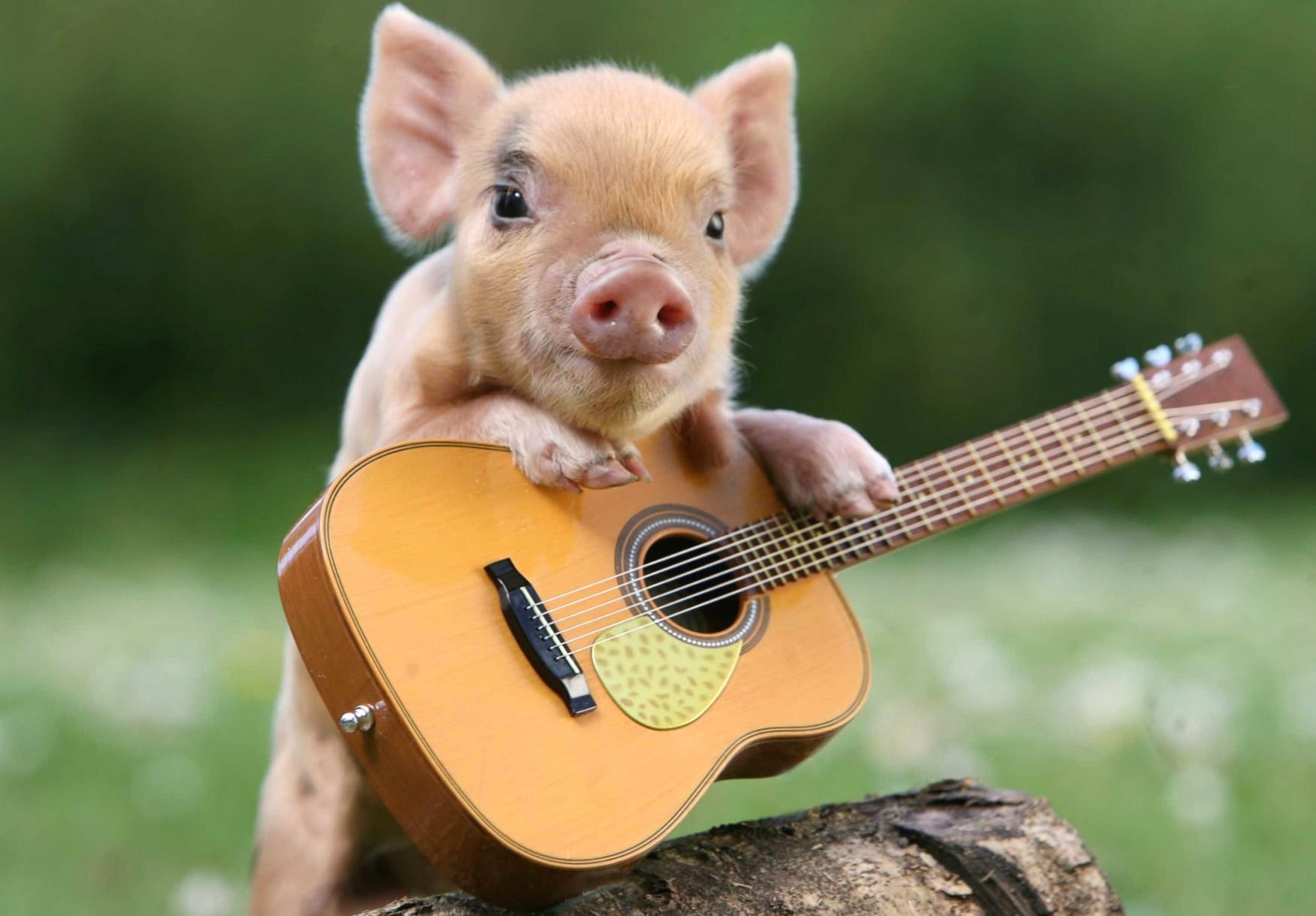 Cute Pig with Guitar - at 1152 x 864 size wallpapers HD quality