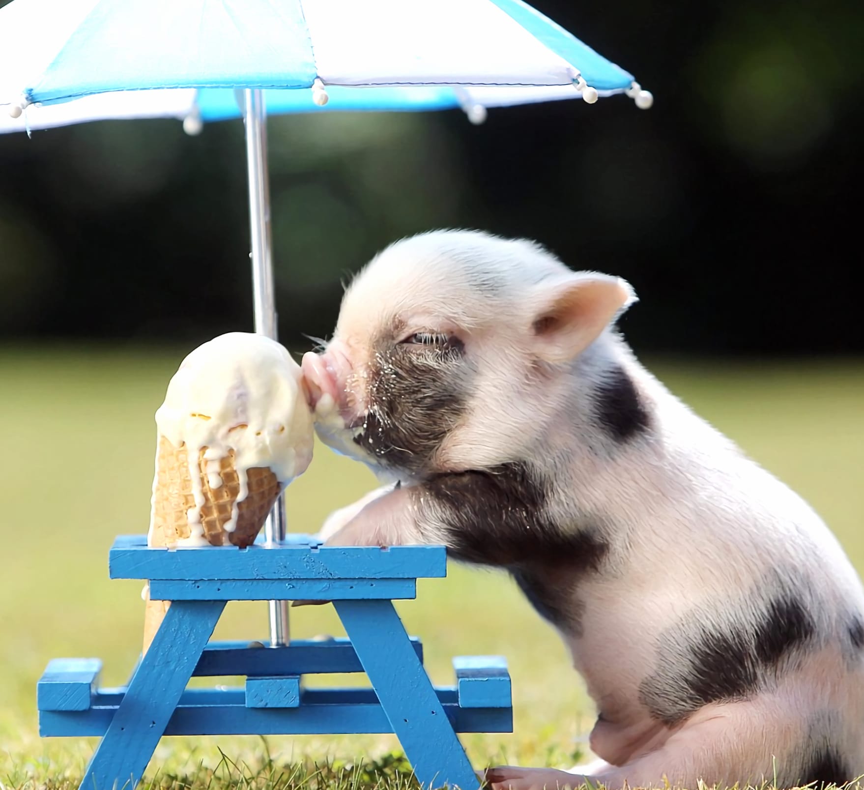 Cute Piglet Enjoying Ice Cream - at 320 x 480 iPhone size wallpapers HD quality