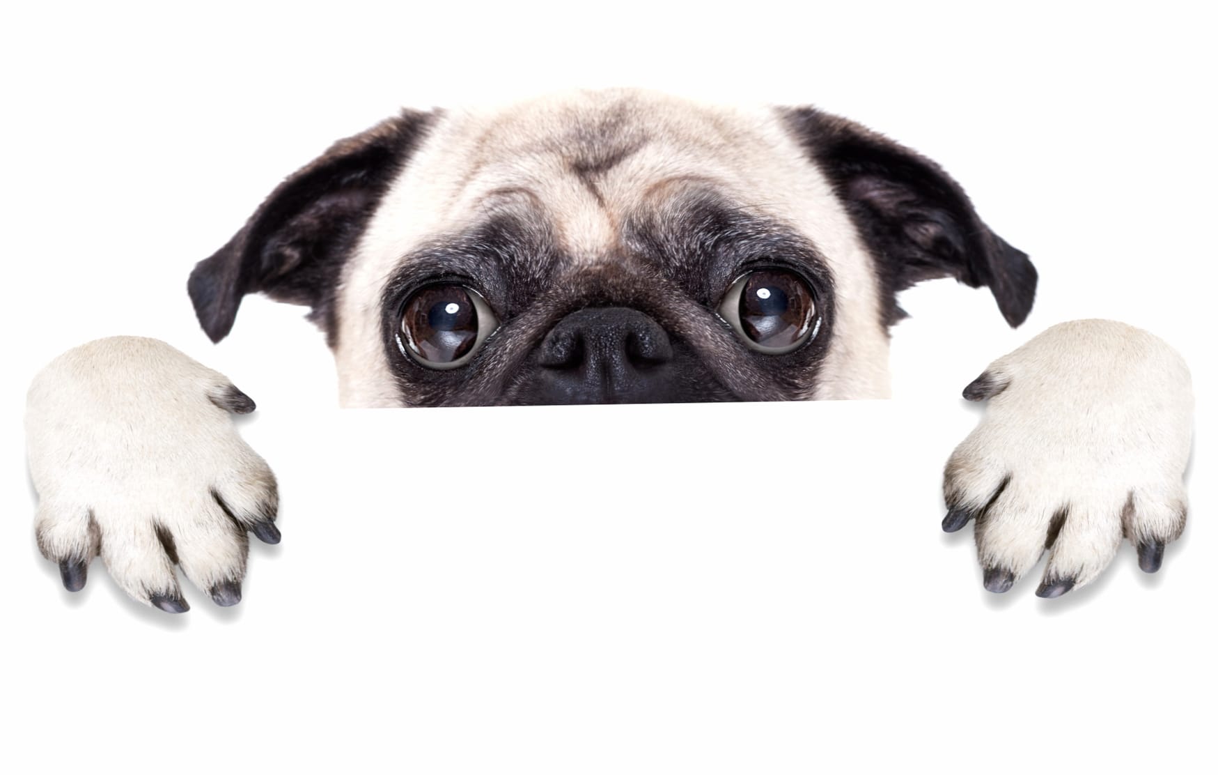 Cute Pug Adorable Pug Peeking Out at 2560 x 1440 HD size wallpapers HD quality