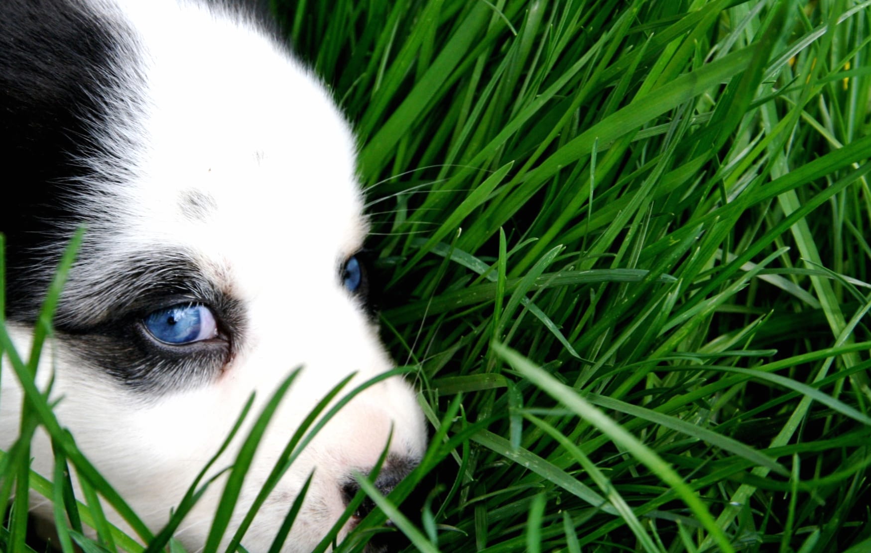 Cute Puppy in Grass - wallpapers HD quality