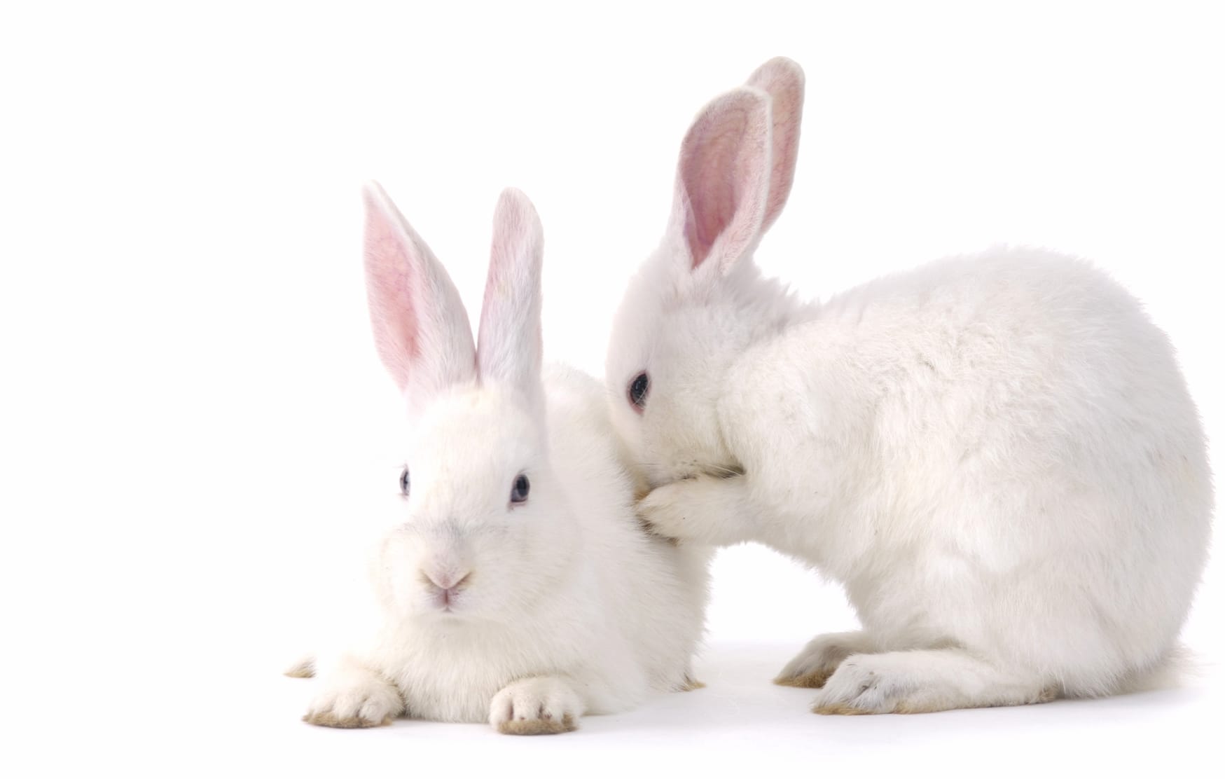 Cute Rabbits at 1366 x 768 HD size wallpapers HD quality