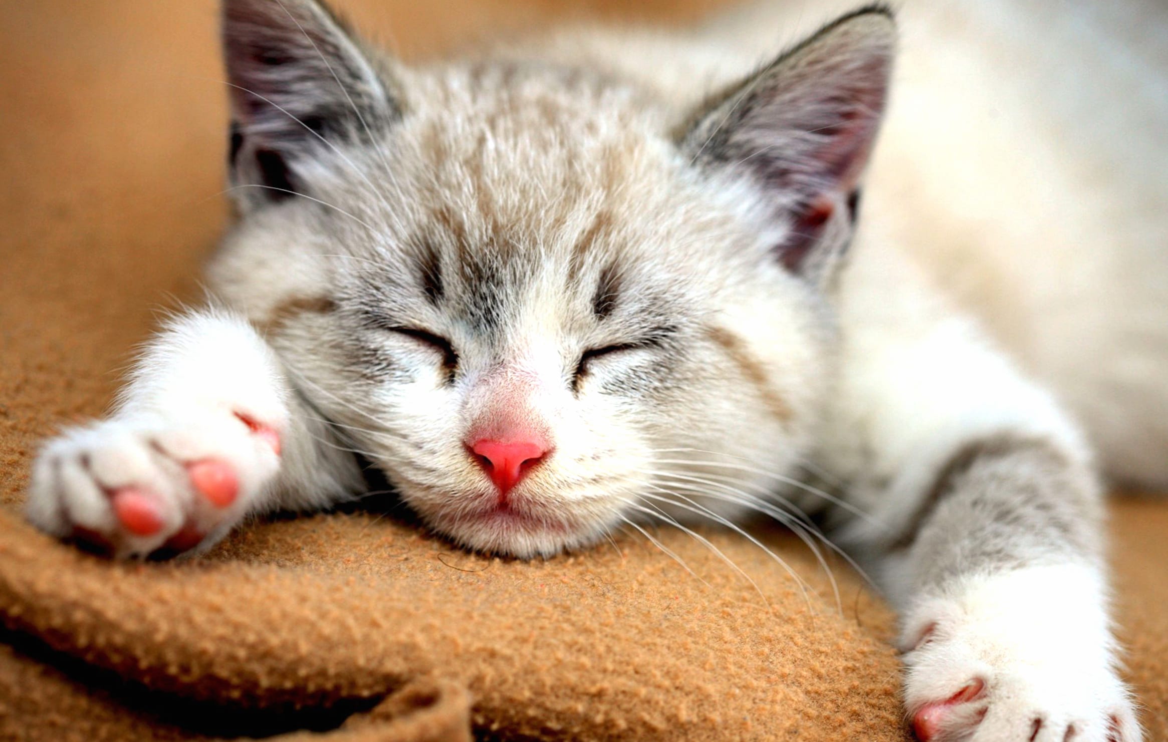 Cute Sleeping Kitten Animal Cat Cute Cat wallpapers HD quality