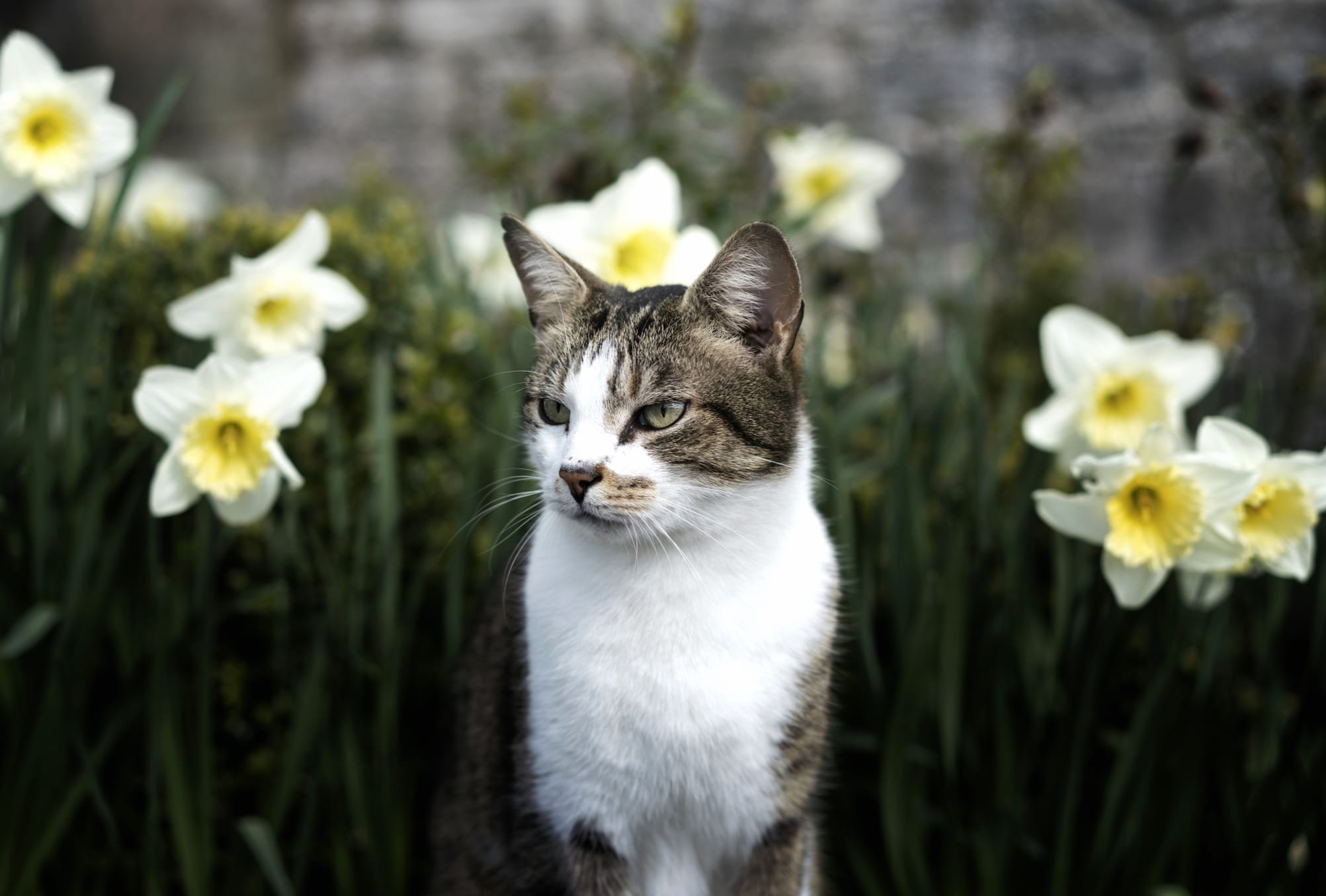 Daffodil Flower Animal Cat wallpapers HD quality