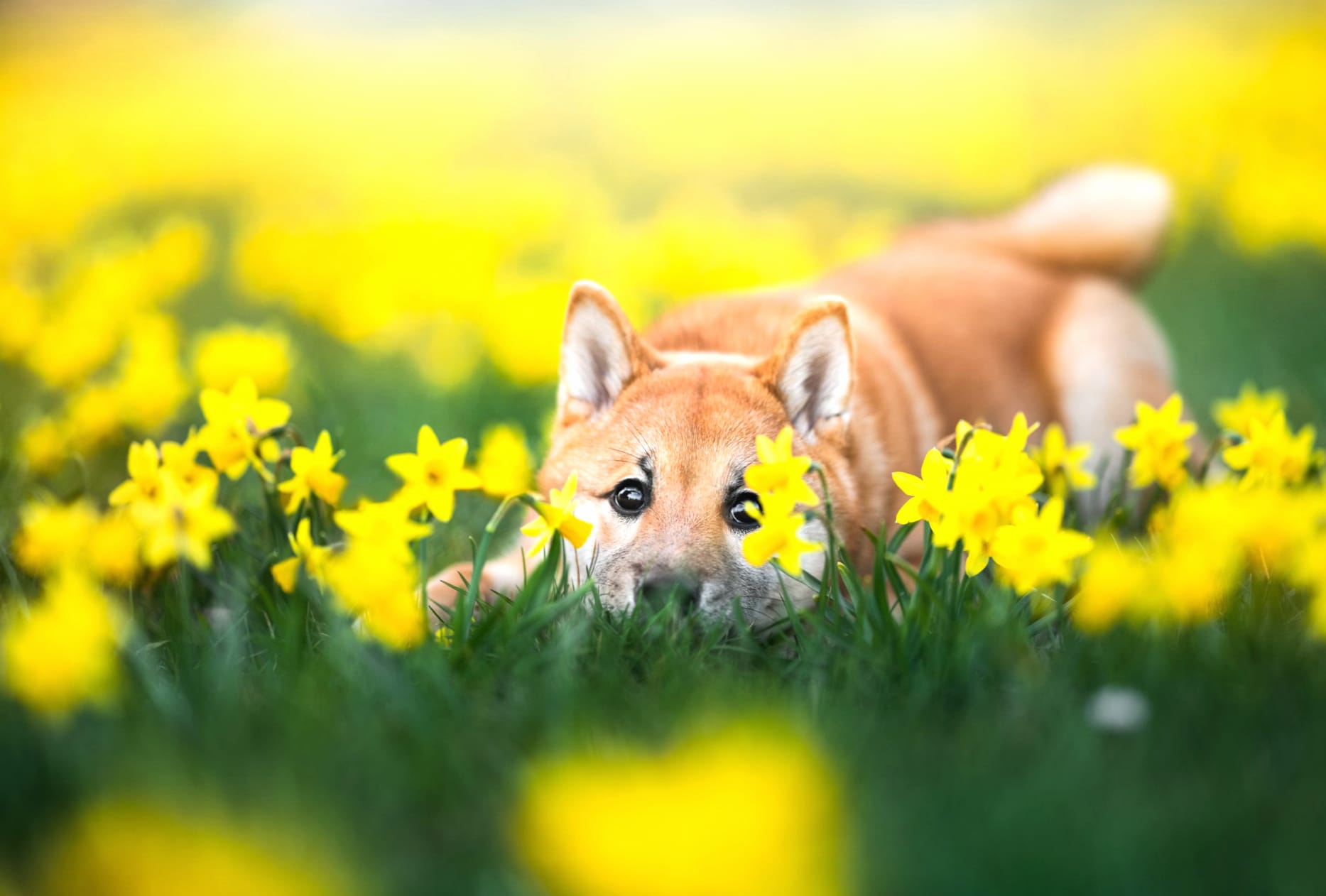 Daffodil Puppy Ba wallpapers HD quality