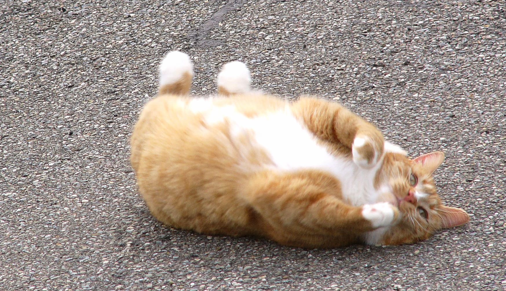 Dally rolling around on the driveway wallpapers HD quality