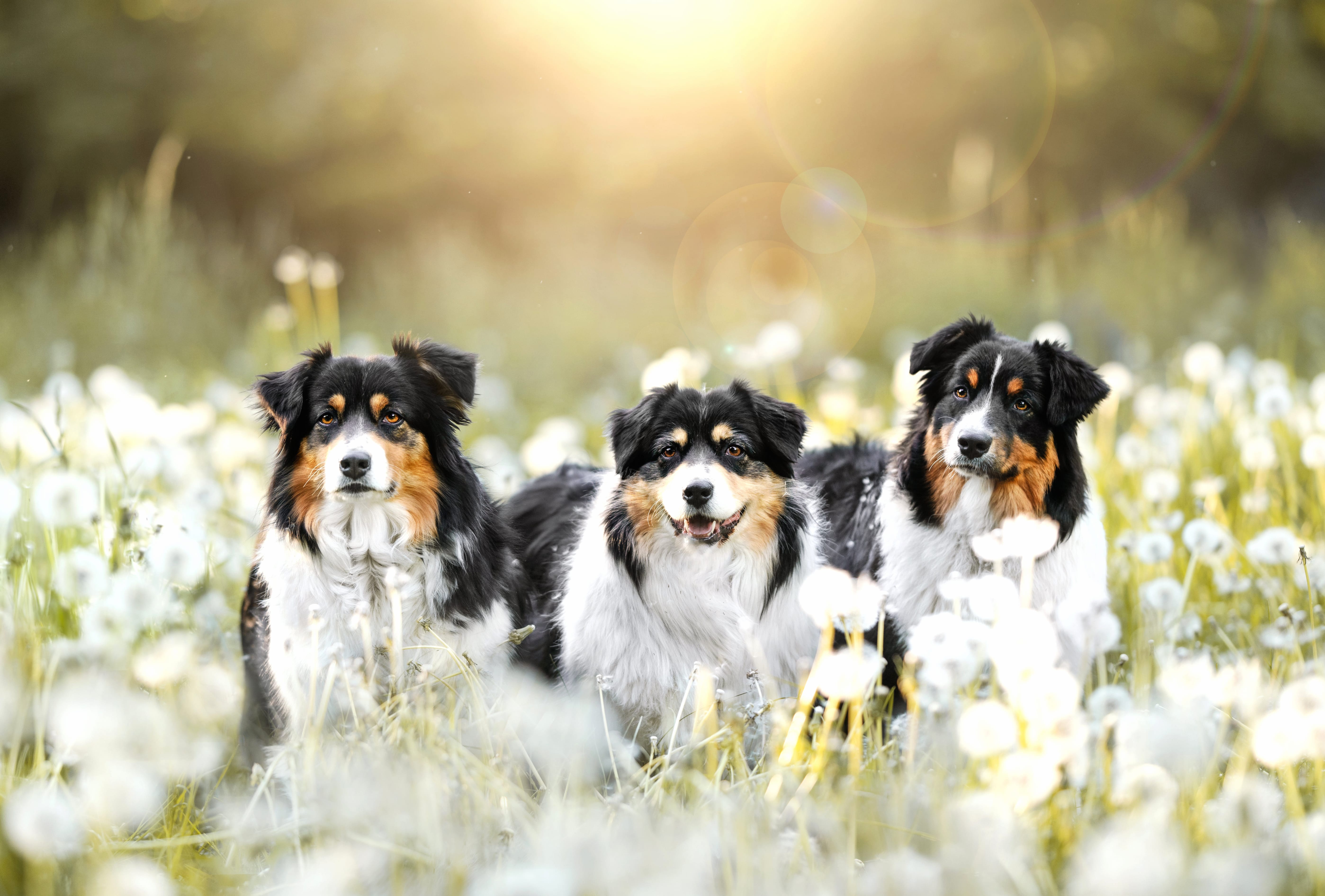 Dandelion Animal Australian Shepherd wallpapers HD quality