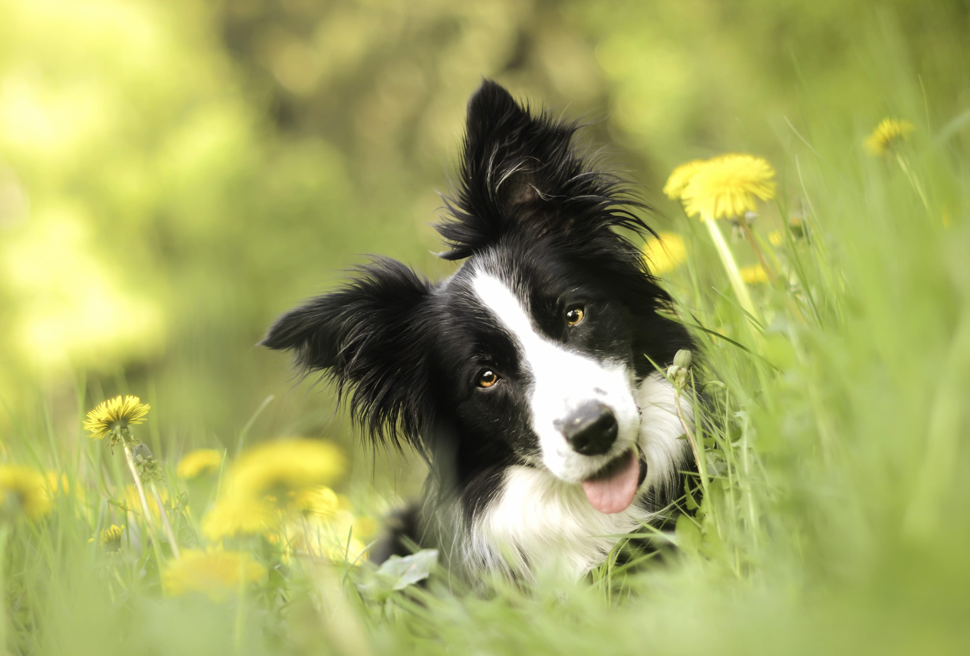 Dandelion Dog Bokeh Flower Animal Border Collie wallpapers HD quality