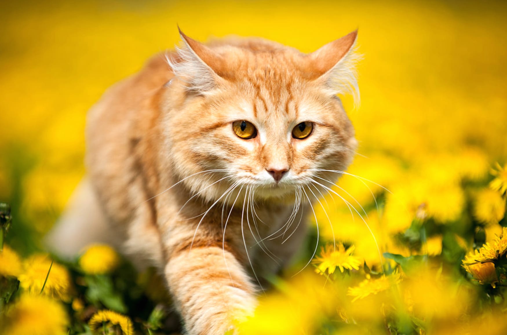 Dandelion Spring Bokeh Animal Cat at 1366 x 768 HD size wallpapers HD quality