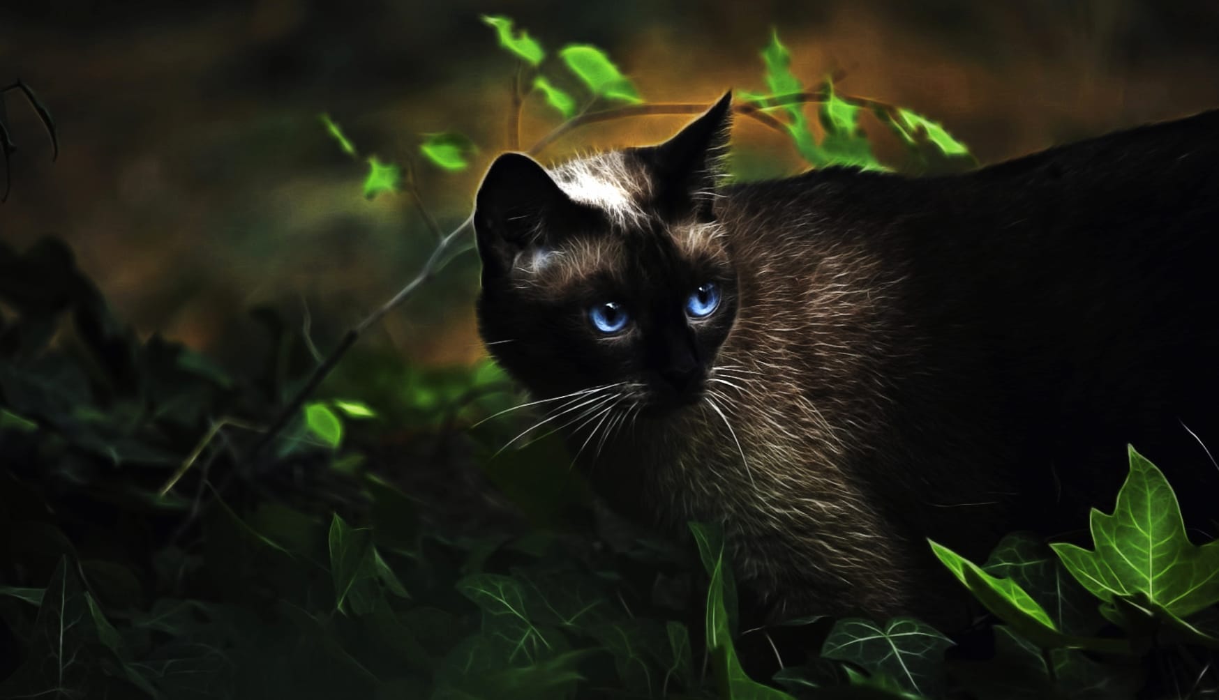 Dark Black Cat Animal Cat at 1536 x 864 HD size wallpapers HD quality