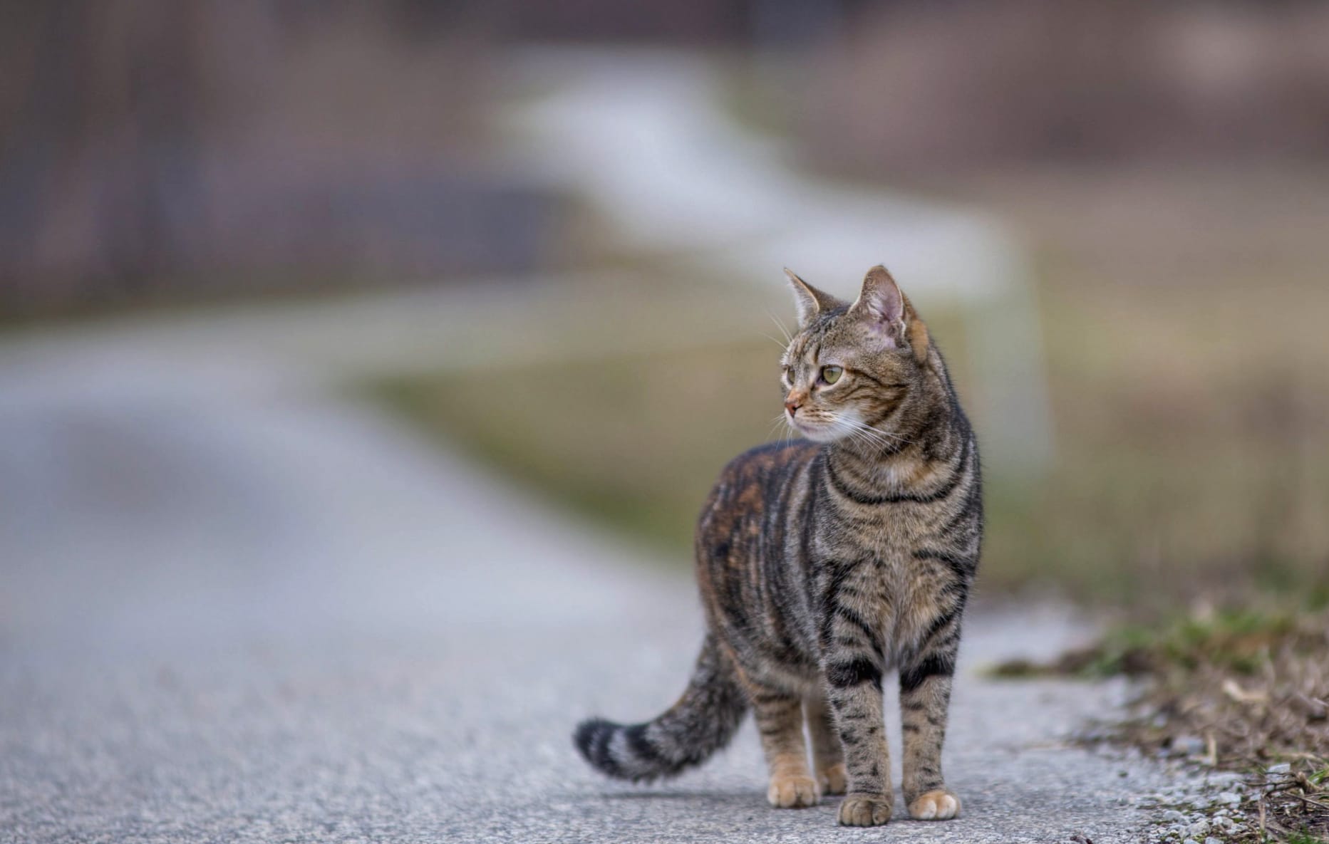 Depth Of Field Animal Cat at 750 x 1334 iPhone 6 size wallpapers HD quality