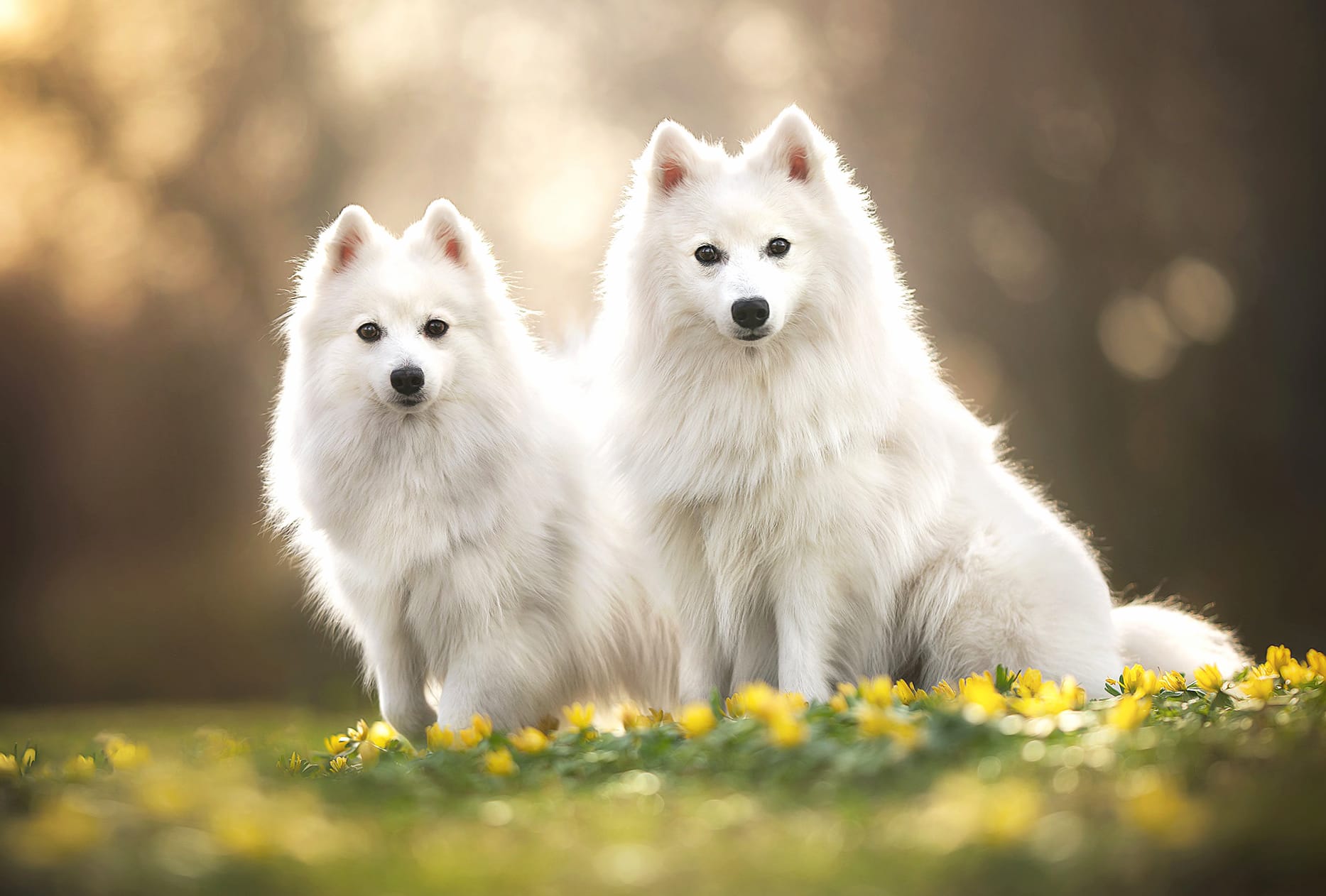 Depth Of Field Dog Flower Animal Spitz wallpapers HD quality