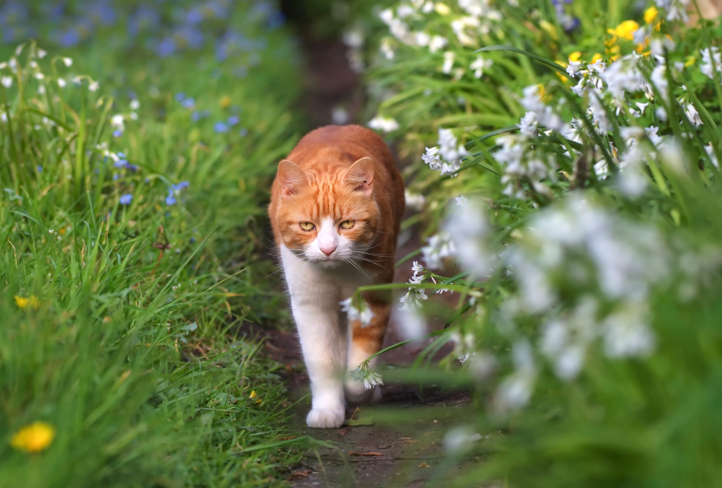 Depth Of Field Grass Animal Cat wallpapers HD Depth Of Field Grass Animal Cat wallpapers HD quality