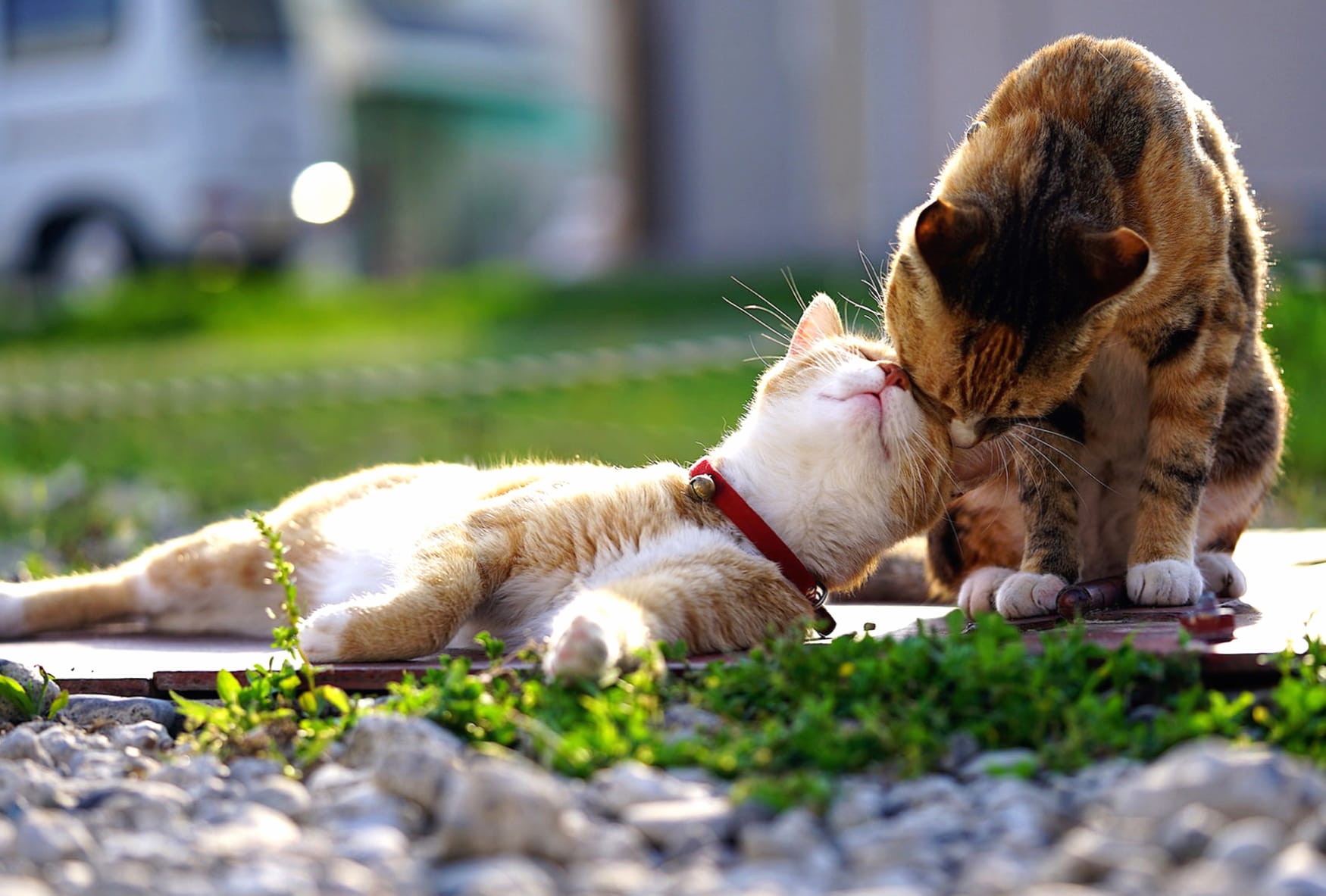 Depth Of Field Love Animal Cat wallpapers HD Depth Of Field Love Animal Cat wallpapers HD quality