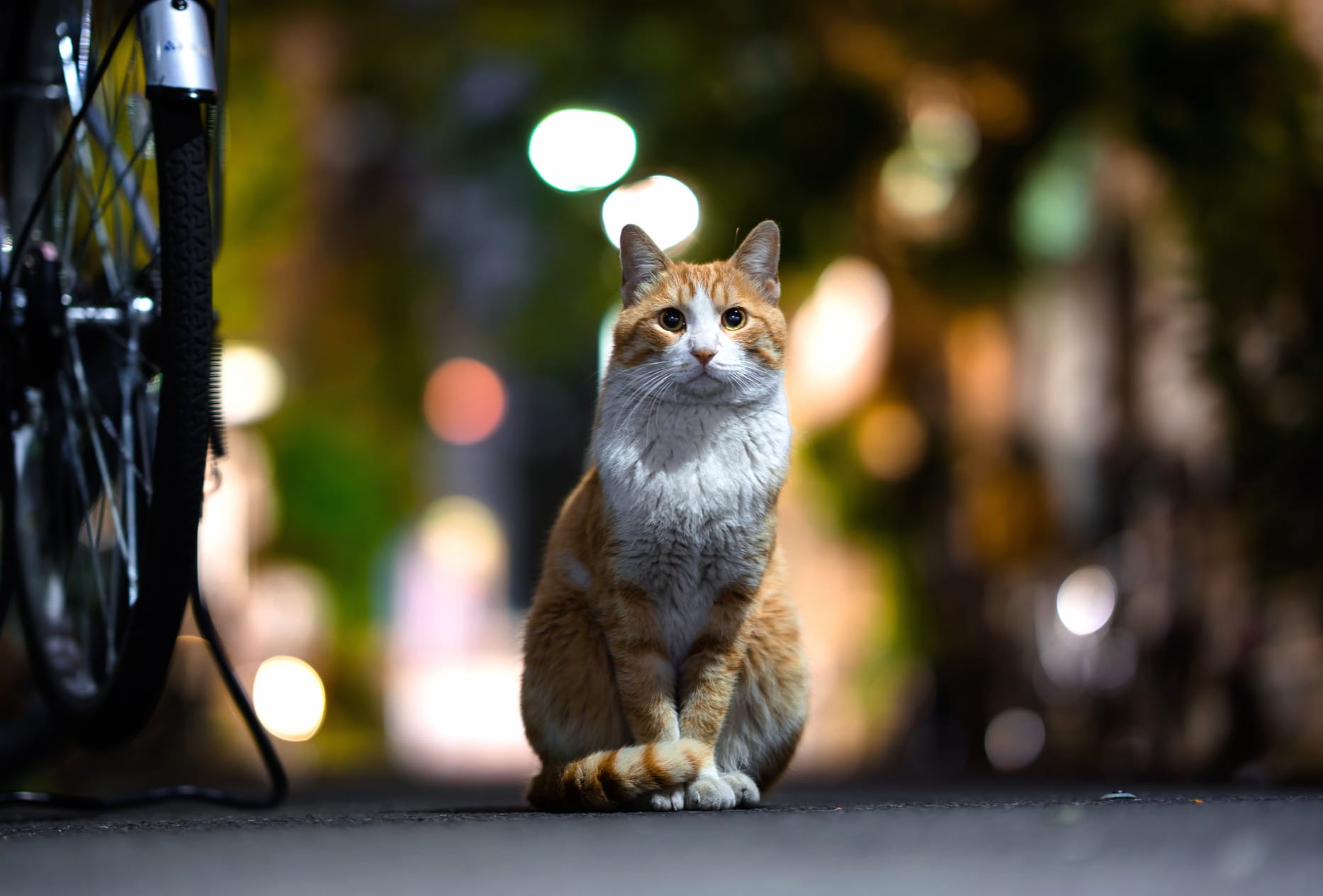 Depth Of Field Stare Animal Cat wallpapers HD quality