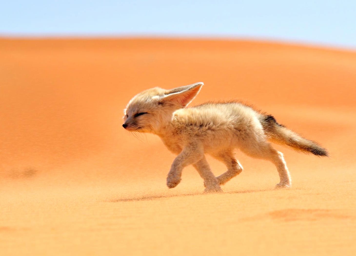 Desert Delight Adorable Fennec Fox at 1280 x 960 size wallpapers HD quality