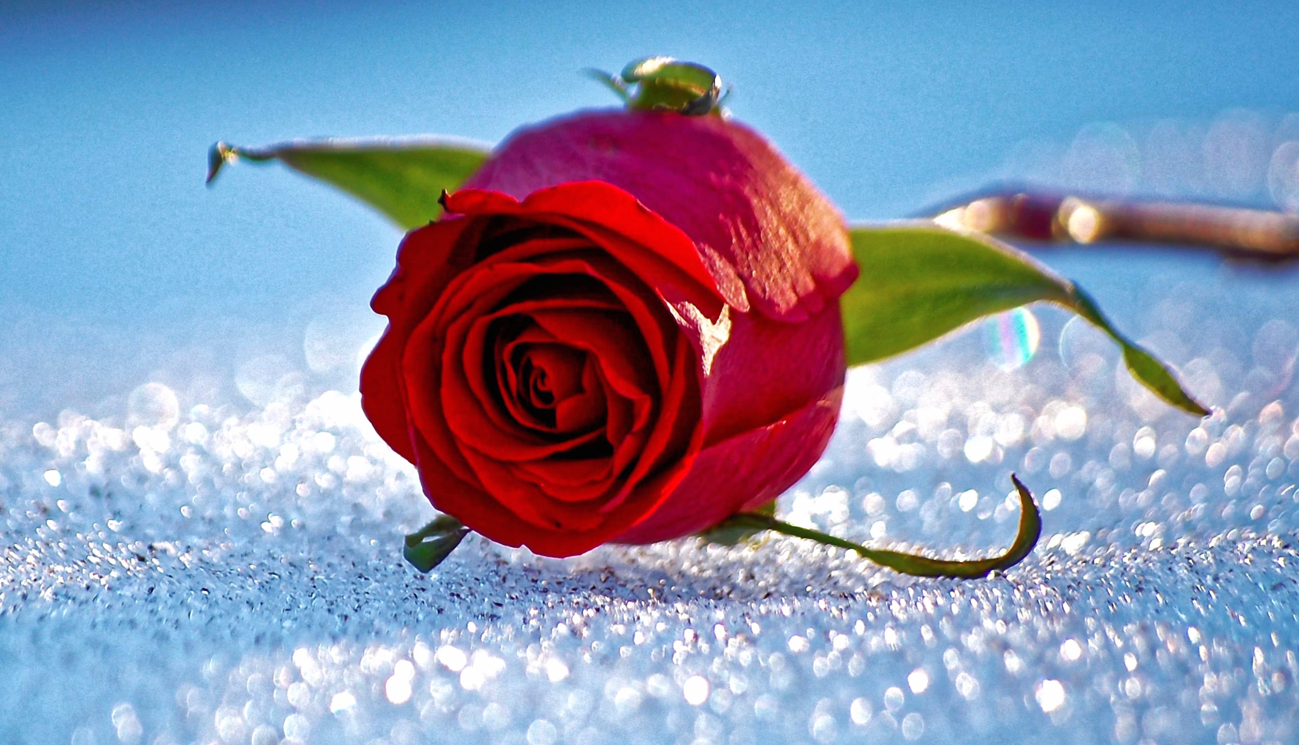 Dew-Kissed Red Rose wallpapers HD quality